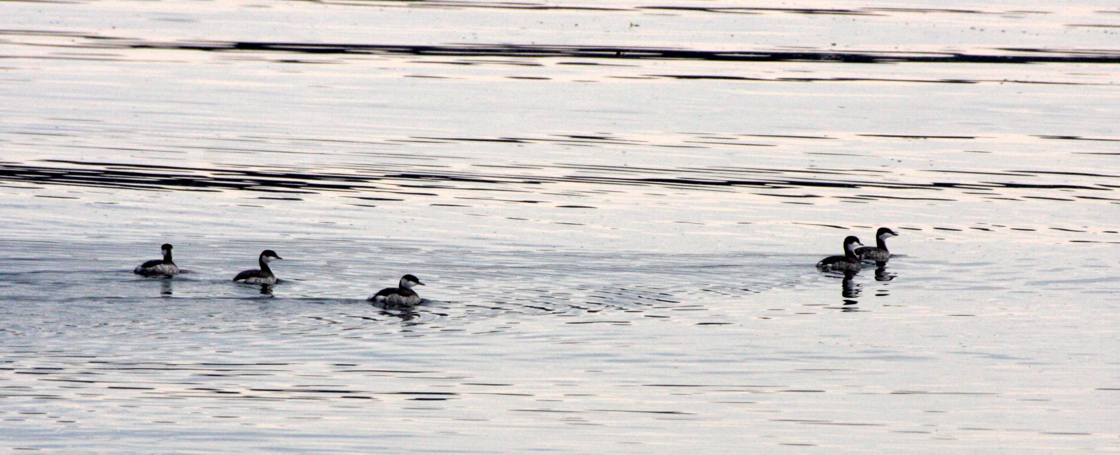 Horned Grebe (Podiceps auritus) Winter Plumage Sequim Washington (3).JPG