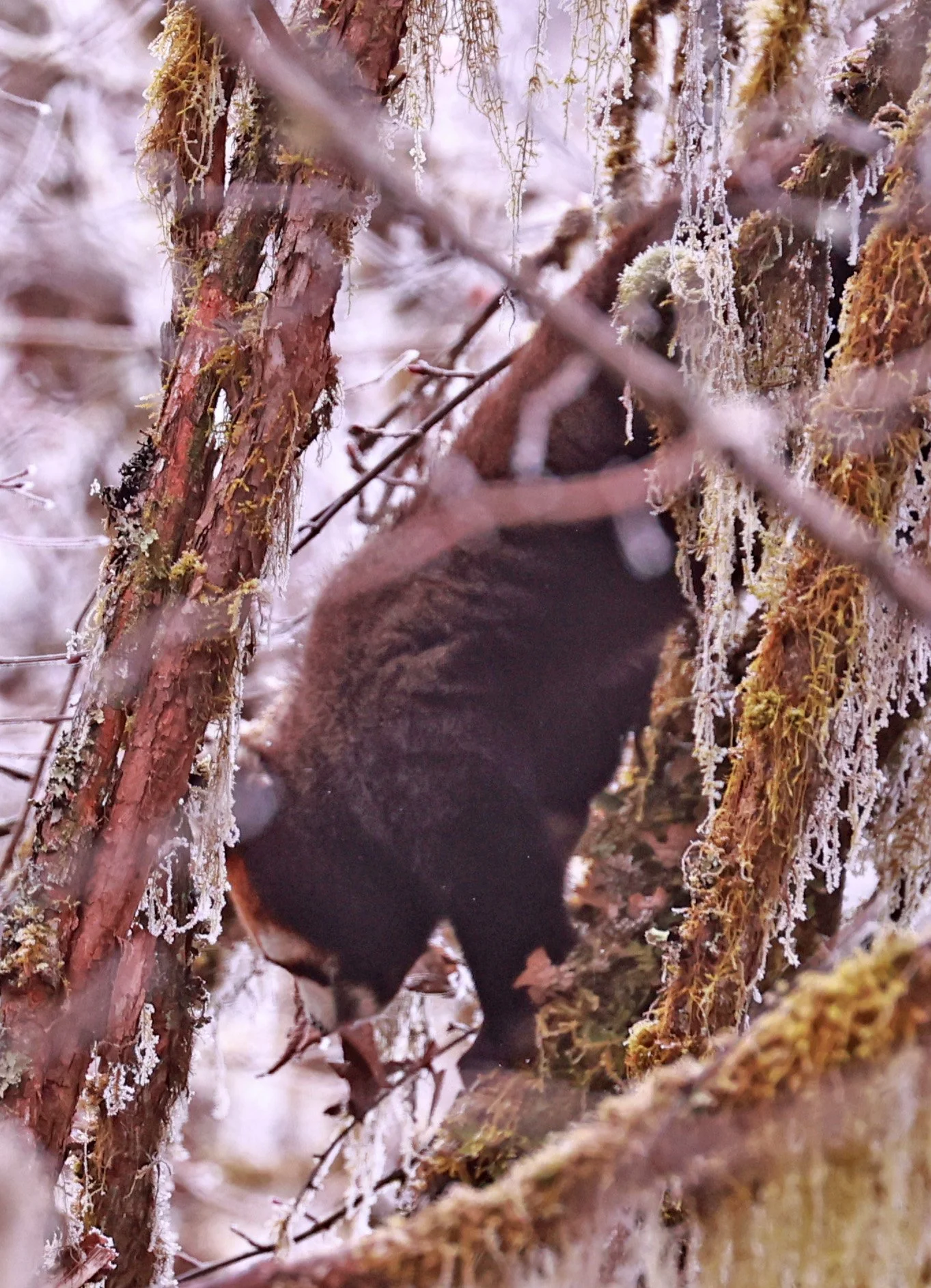 Chinese Red panda (Ailurus fulgens styani) Labahe Nature Reserve, Sichuan China 2024 (16).jpg
