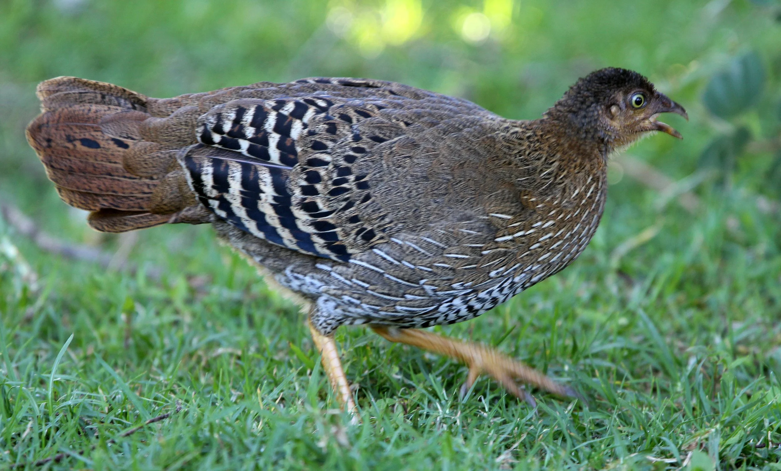 BIRD - JUNGLEFOWL - CEYLON JUNGLEFOWL - HORTON PLAINS NATIONAL PARK SRI LANKA (4).JPG