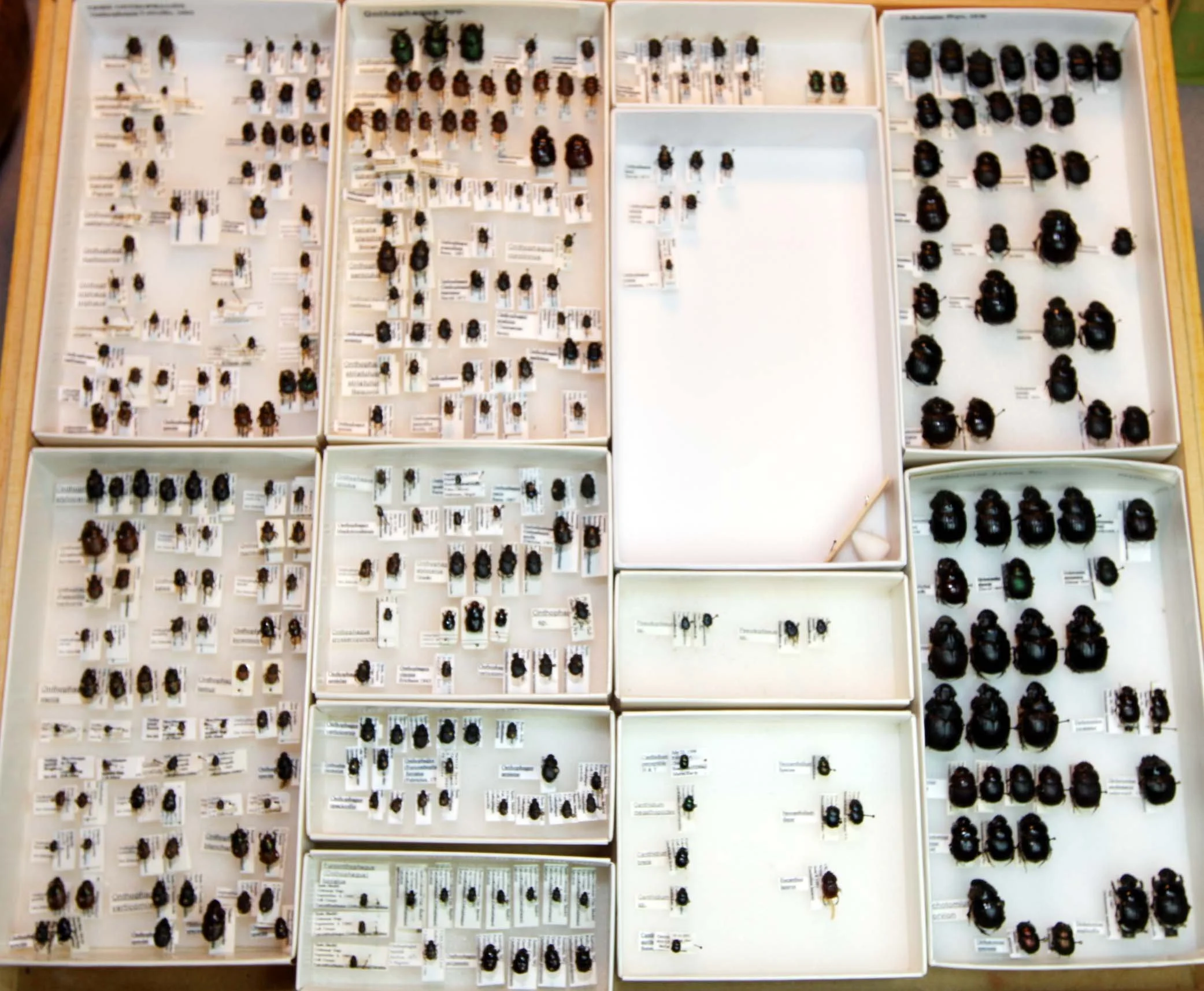 5 Scarabaeinae - Onthophagini - Dichotomius.JPG