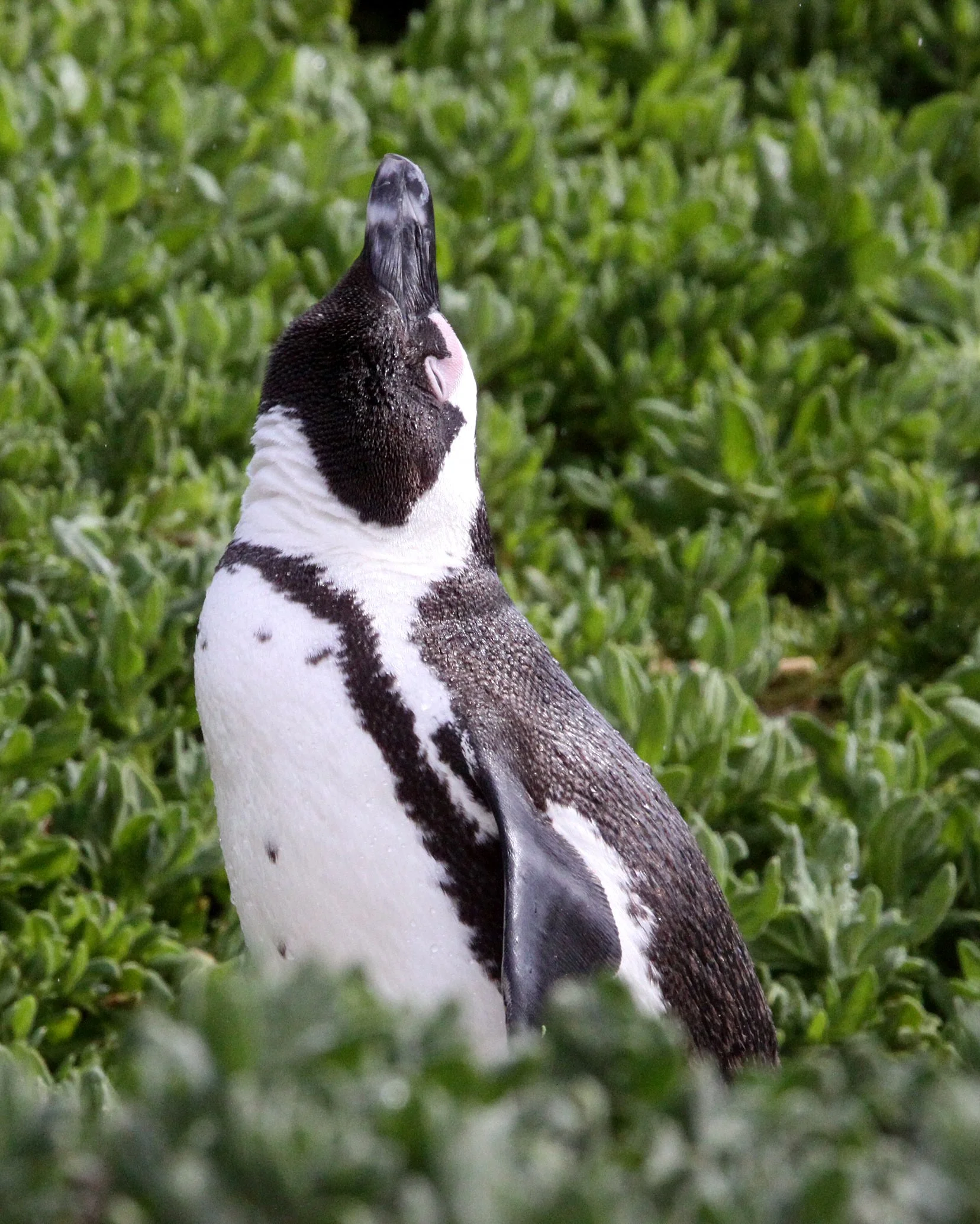 Jackass or African Penguin (Spheniscus demersus) Simon's Town Rookery, Table Mountain NP South Africa (116).JPG
