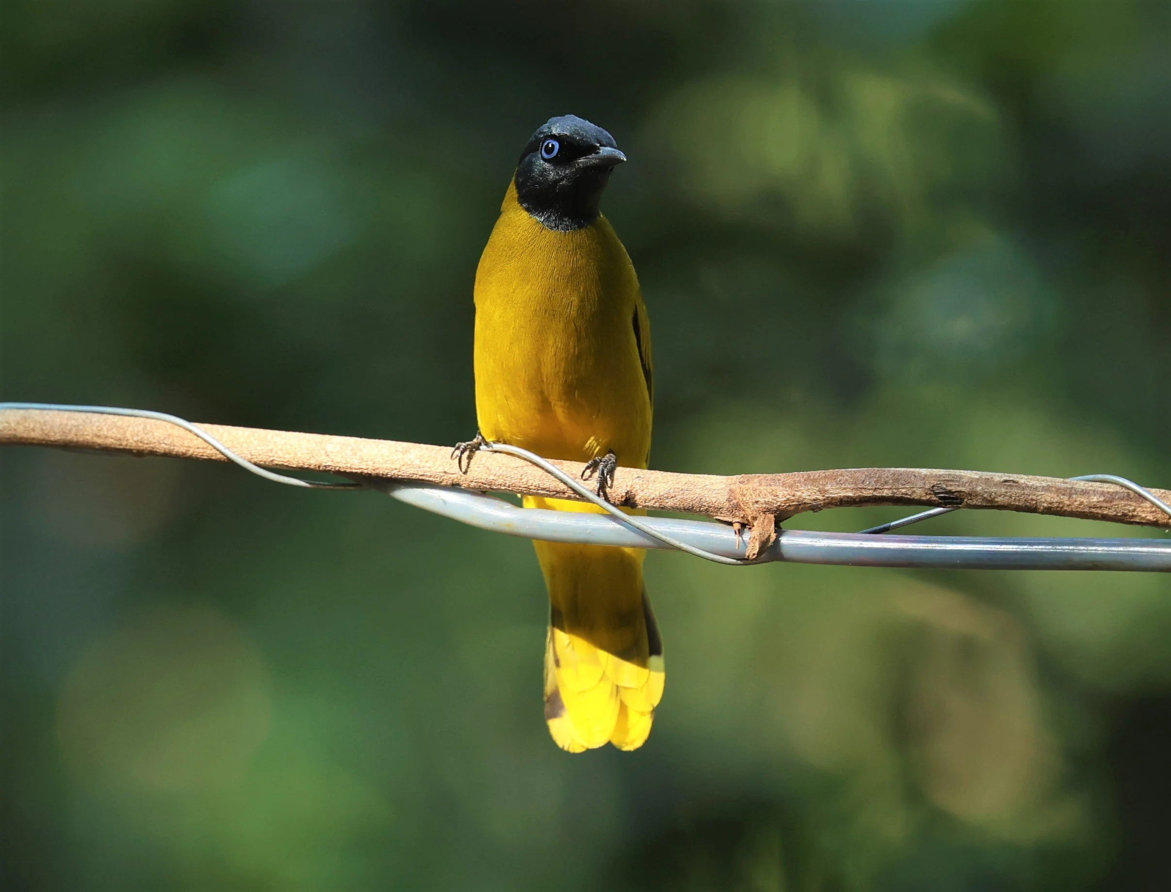 BULBUL - BLACK HEADED BULBUL - Pycnonotus atriceps - WAT THAM PRATHUM CHONBURI JAN 30 2022 (49).jpg