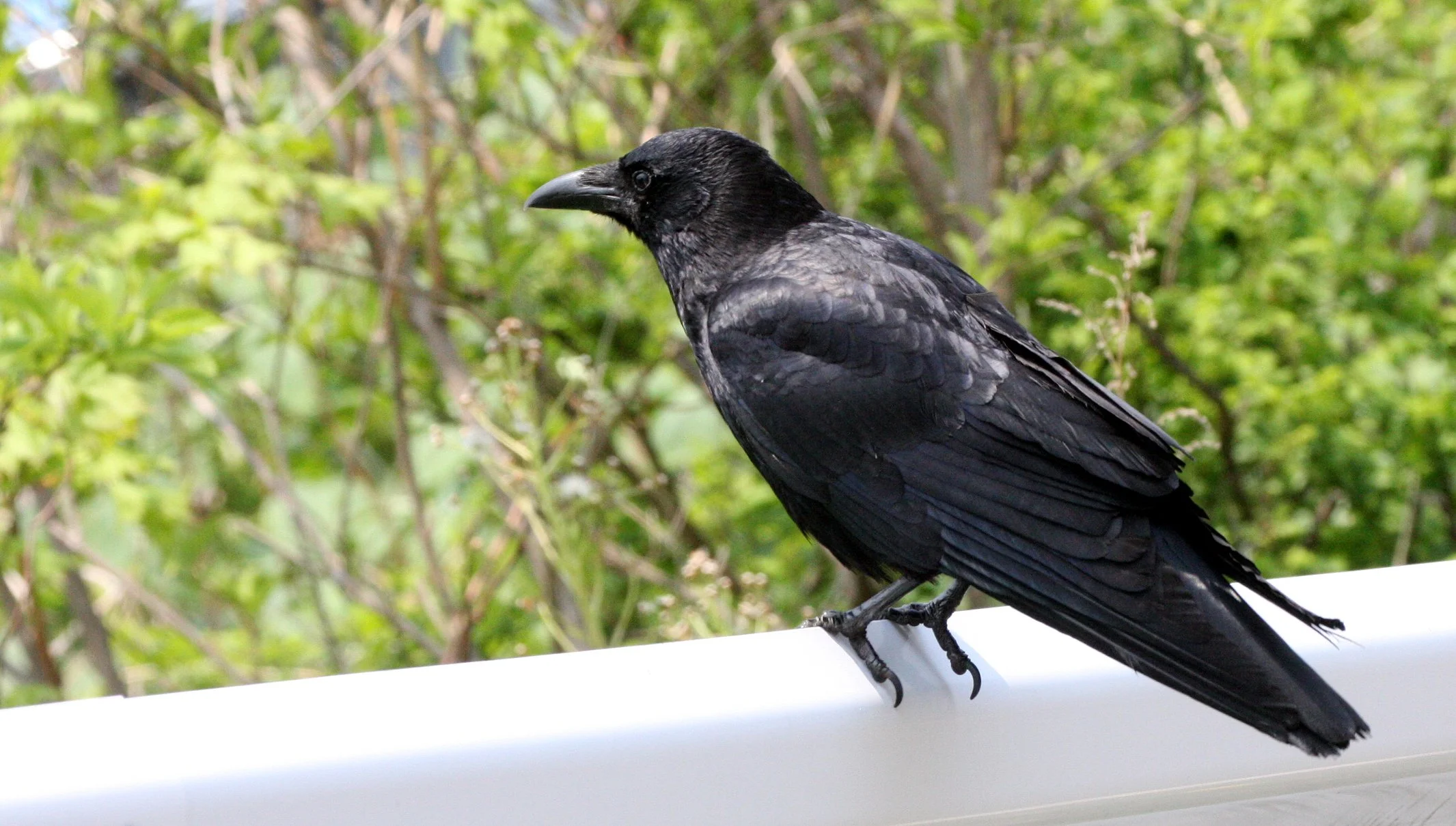 BIRD - CROW - CARRION CROW - SHIMOKITA PENINSULA JAPAN.JPG