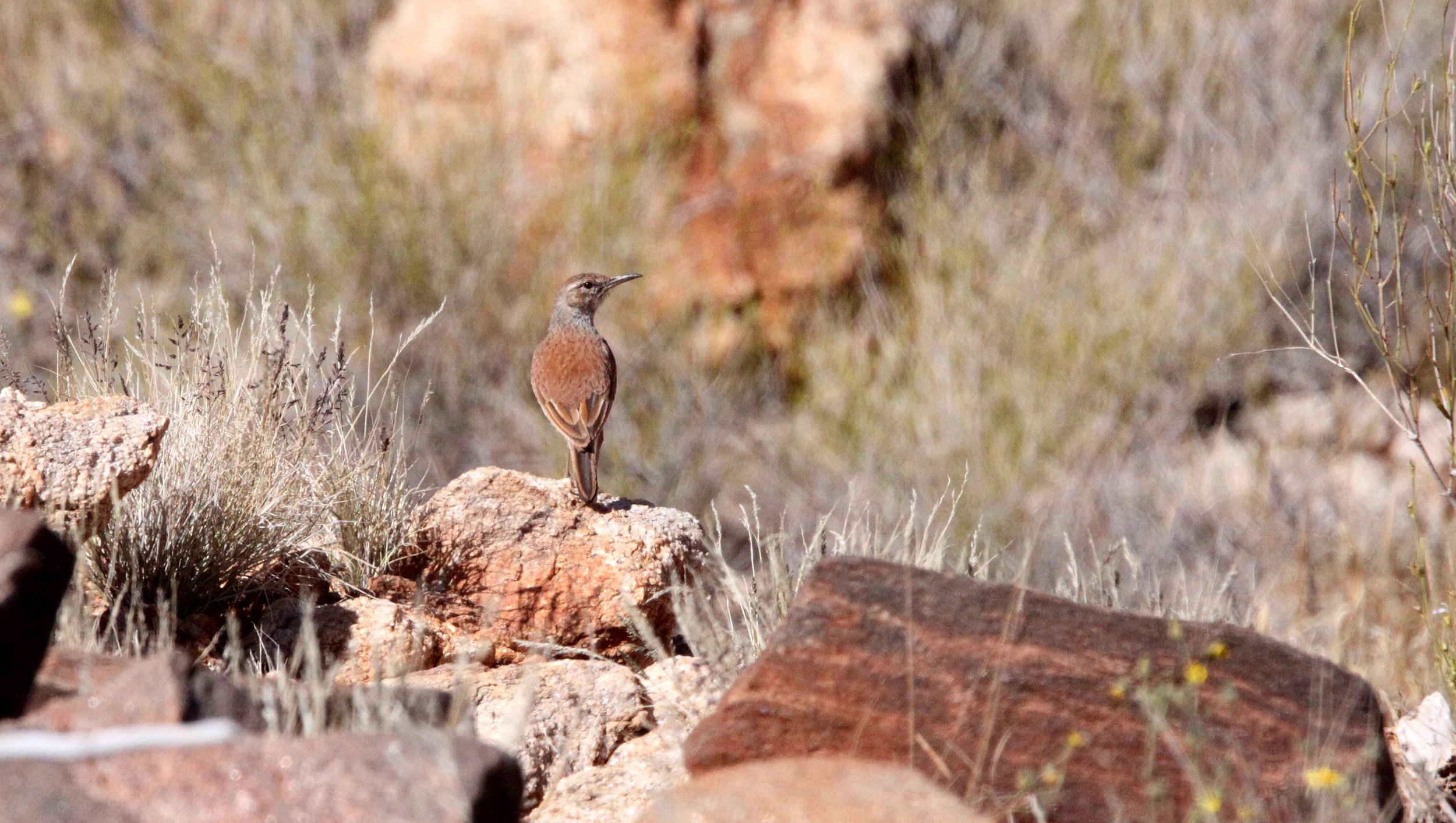 Karoo Long-billed Lark (Certhilauda subcoronata) Augrabies Falls South Africa (1).JPG