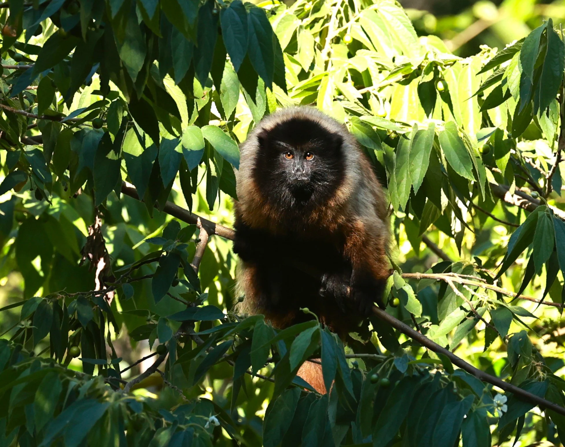 Atlantic Titi Monkey or Masked Titi (Callicebus personatus) — Coke ...