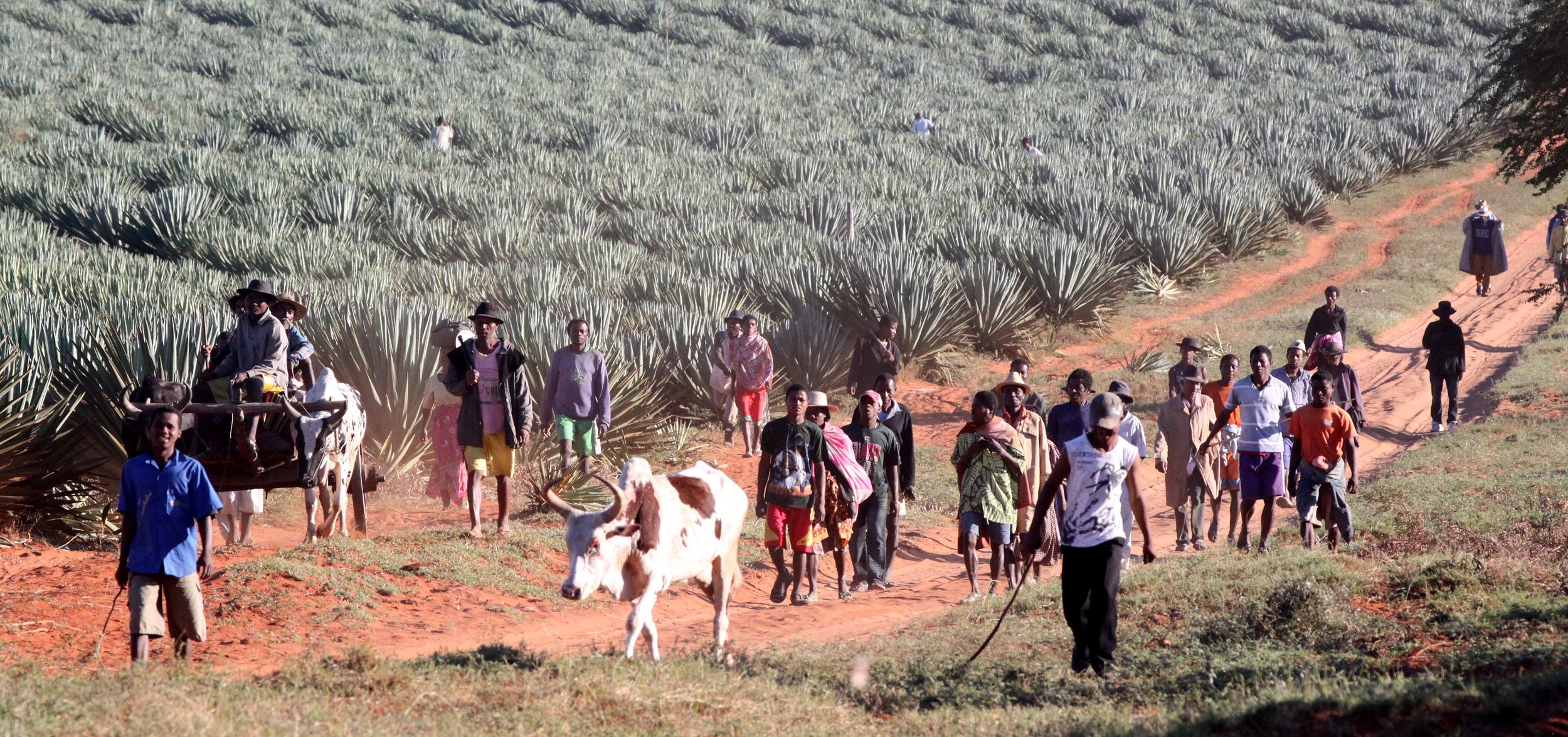 BERENTY RESERVE MADAGASCAR - AGAVE SISLANA PLANTATION (7).JPG