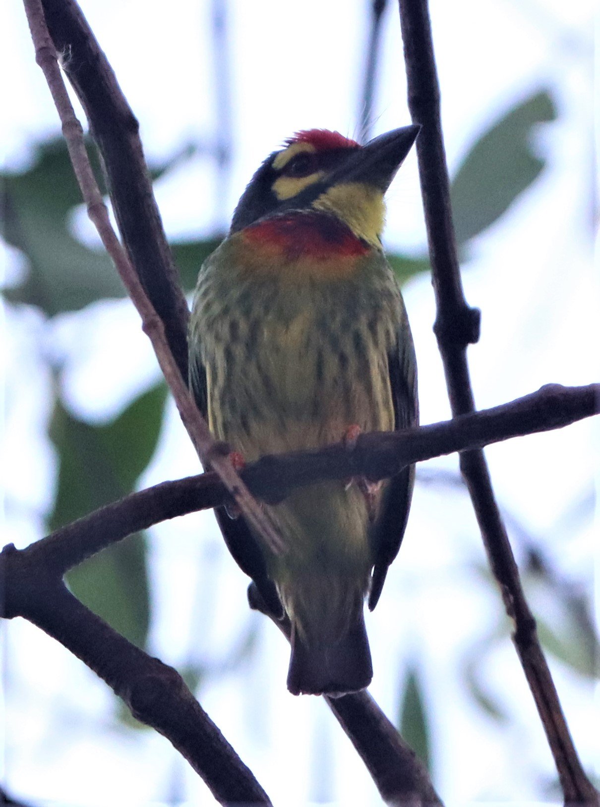 BARBET - COPPERSMITH BARBET - Megalaima haemacephala - RAMA 9 PARK BANGKOK (10).jpg