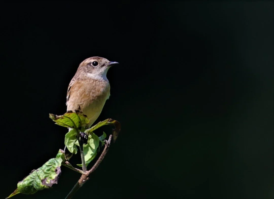 STONECHAT - AMUR (STEJNEGER'S) STONECHAT - Saxicola stejnegeri - KAENG KRACHAN 20 OCT 2021 (1).jpg