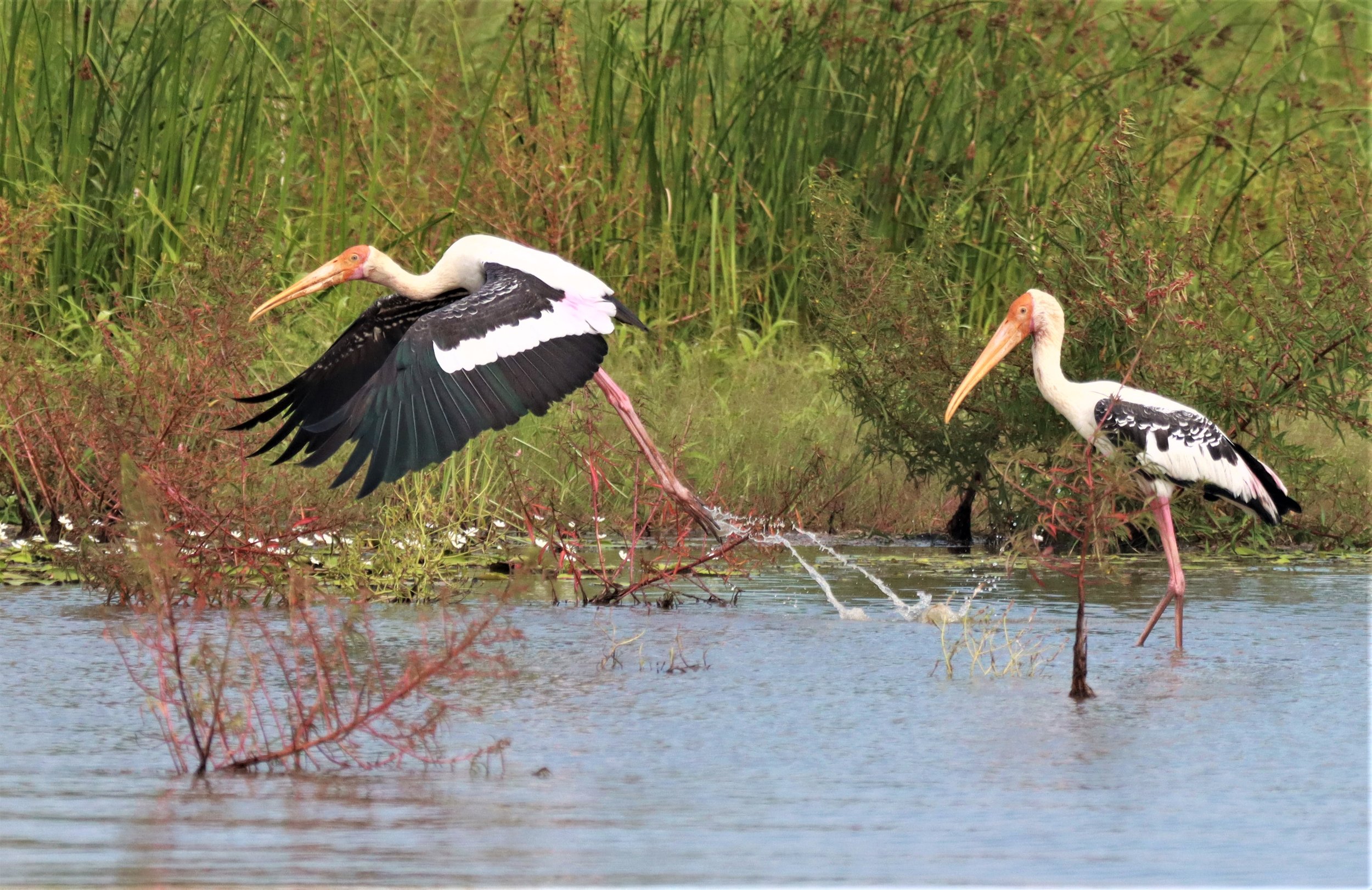 STORK - PAINTED STORK - Mycteria leucocephala - BUENG BORAPHET NAKHON SAWAN AUGUST 2021 (17).jpg