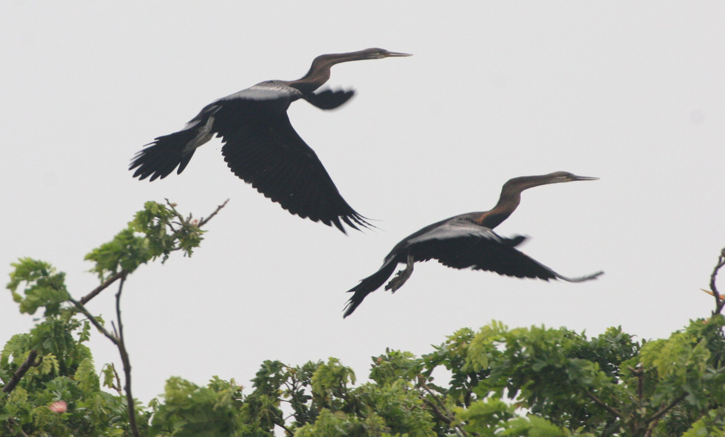 DARTER - Anhinga melanogaster - BUENG BORAPHET THAILAND (5).JPG