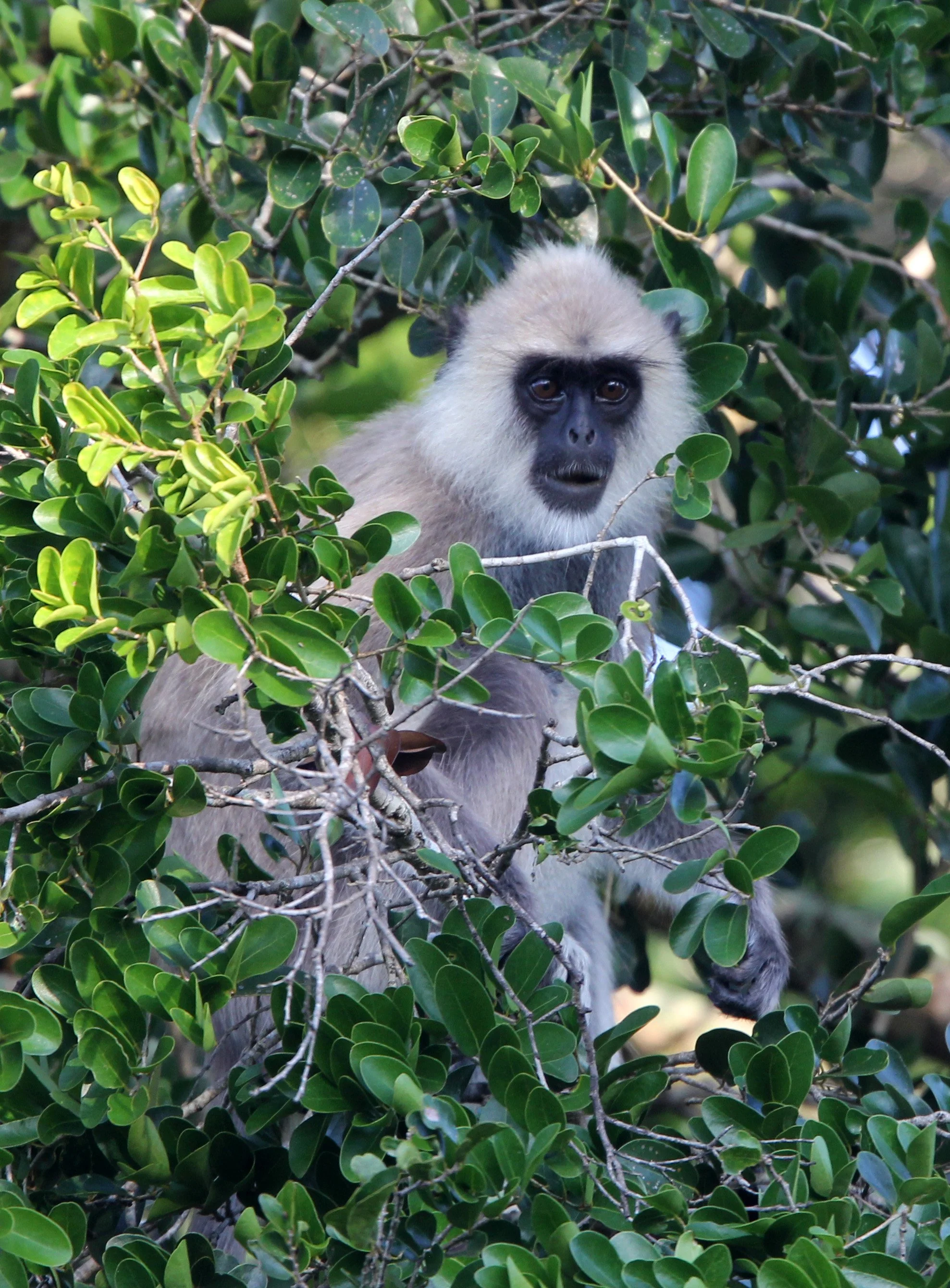 CERCOPITHECIDAE - Semnopithecus priam thersites - UDAWALAWA NATIONAL PARK SRI LANKA (3).JPG