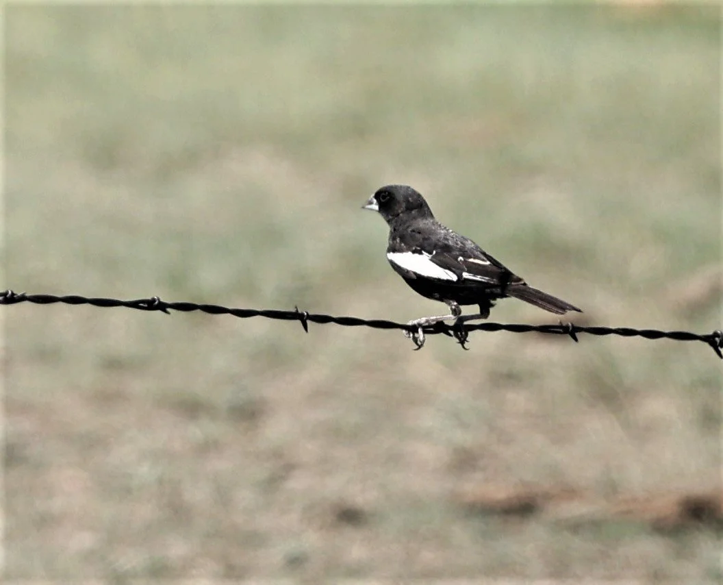 Lark Bunting (Calamospiza melanocorys) Pawnee National Grassland Colorado (4).jpg