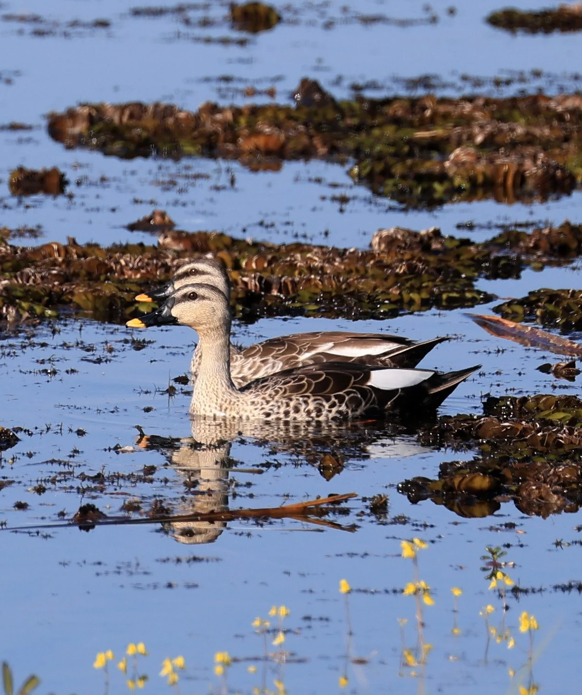 Indian Spot-billed Duck (Anas poecilorhyncha) Nong Han Lake & Wetland - Sakon Nakhon Province (18).jpg