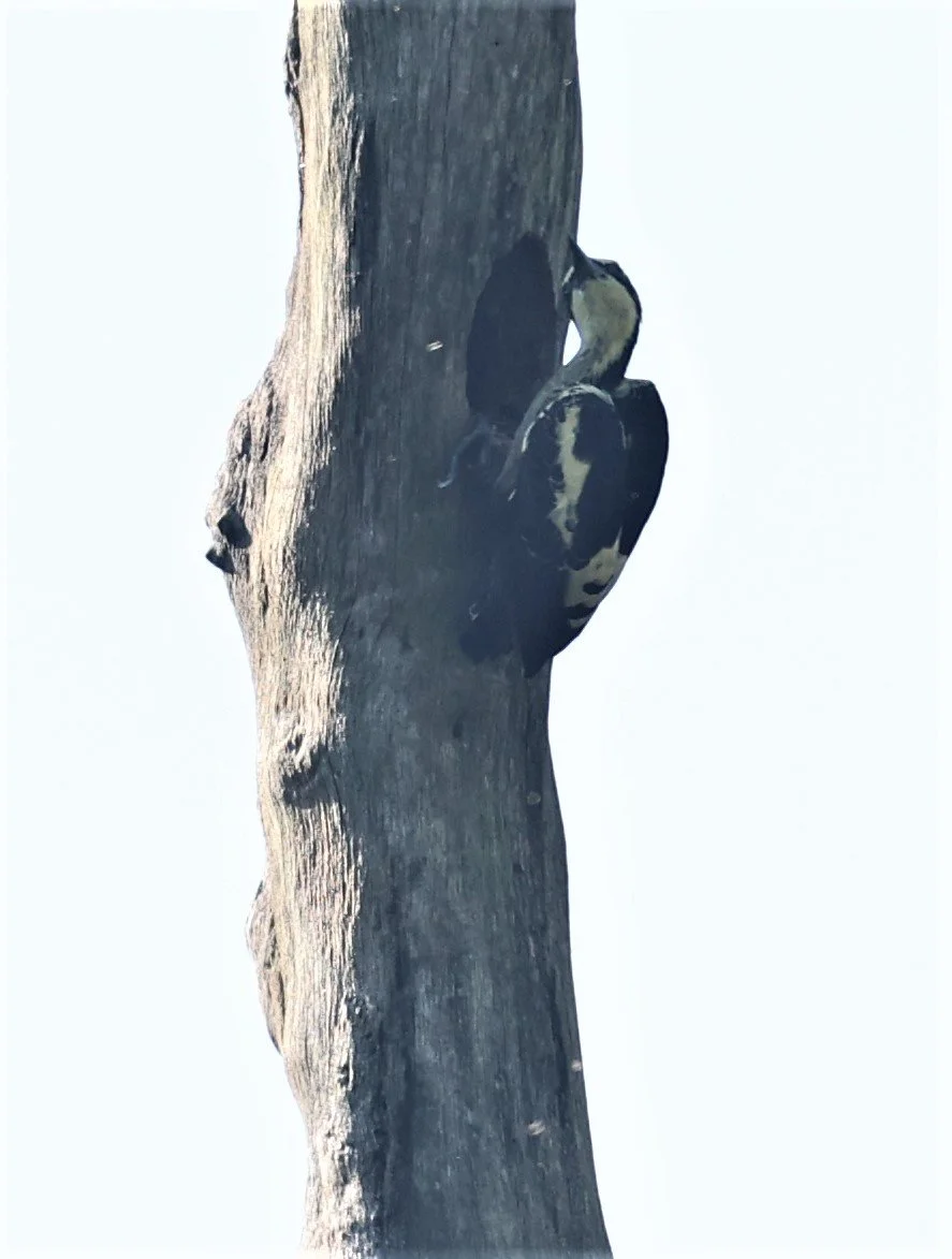 WOODPECKER - HEART-SPOTTED WOODPECKER - Hemicircus canente - KAENG KRACHAN 20 OCT 2021 (18).jpg
