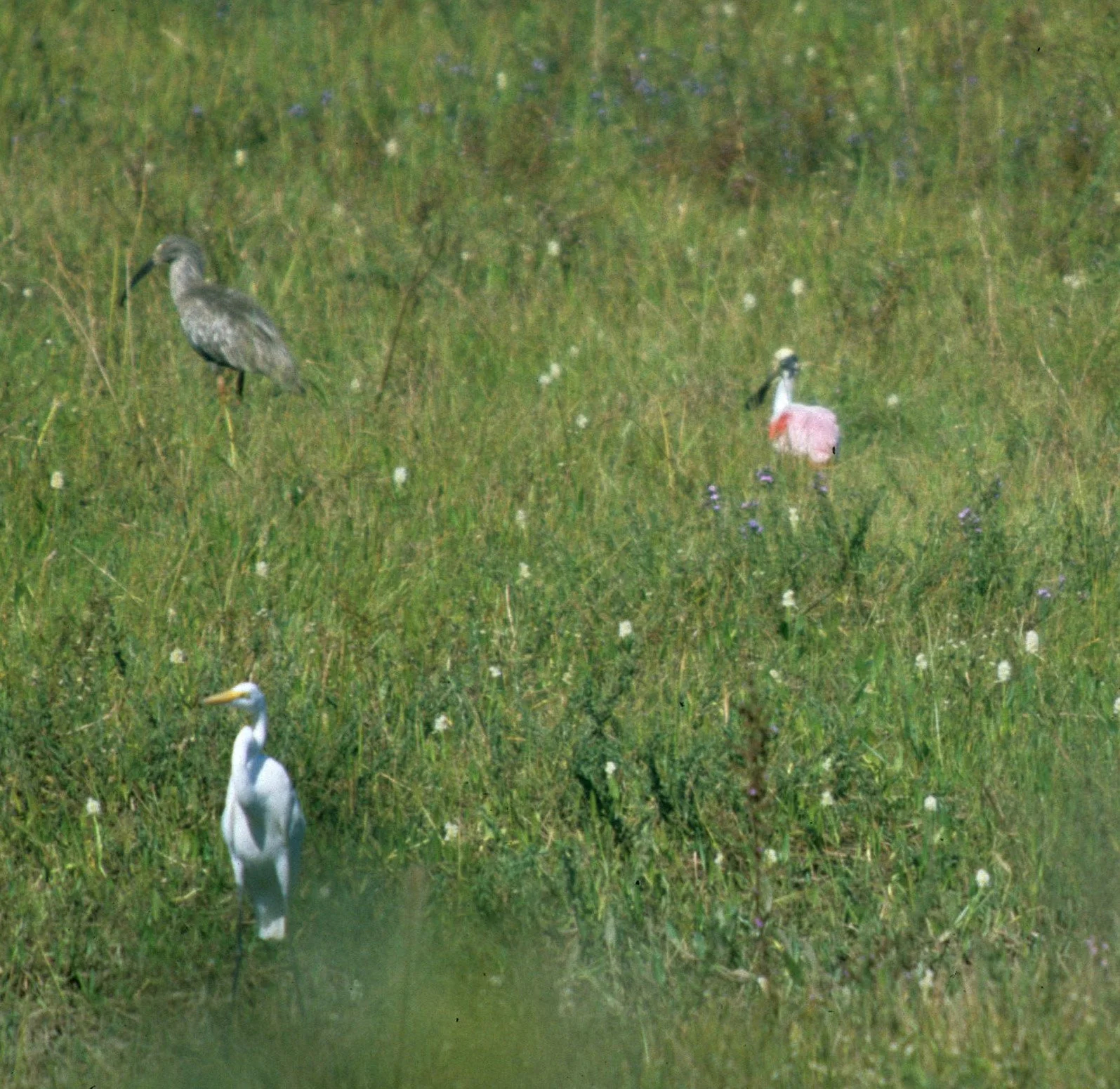 IBIS - PLUMBEOUS IBIS - Theristicus caerulescens - WITH ROSEATE SPOONBILL AND EGRETS - NORTHERN PANTANAL (1).jpg