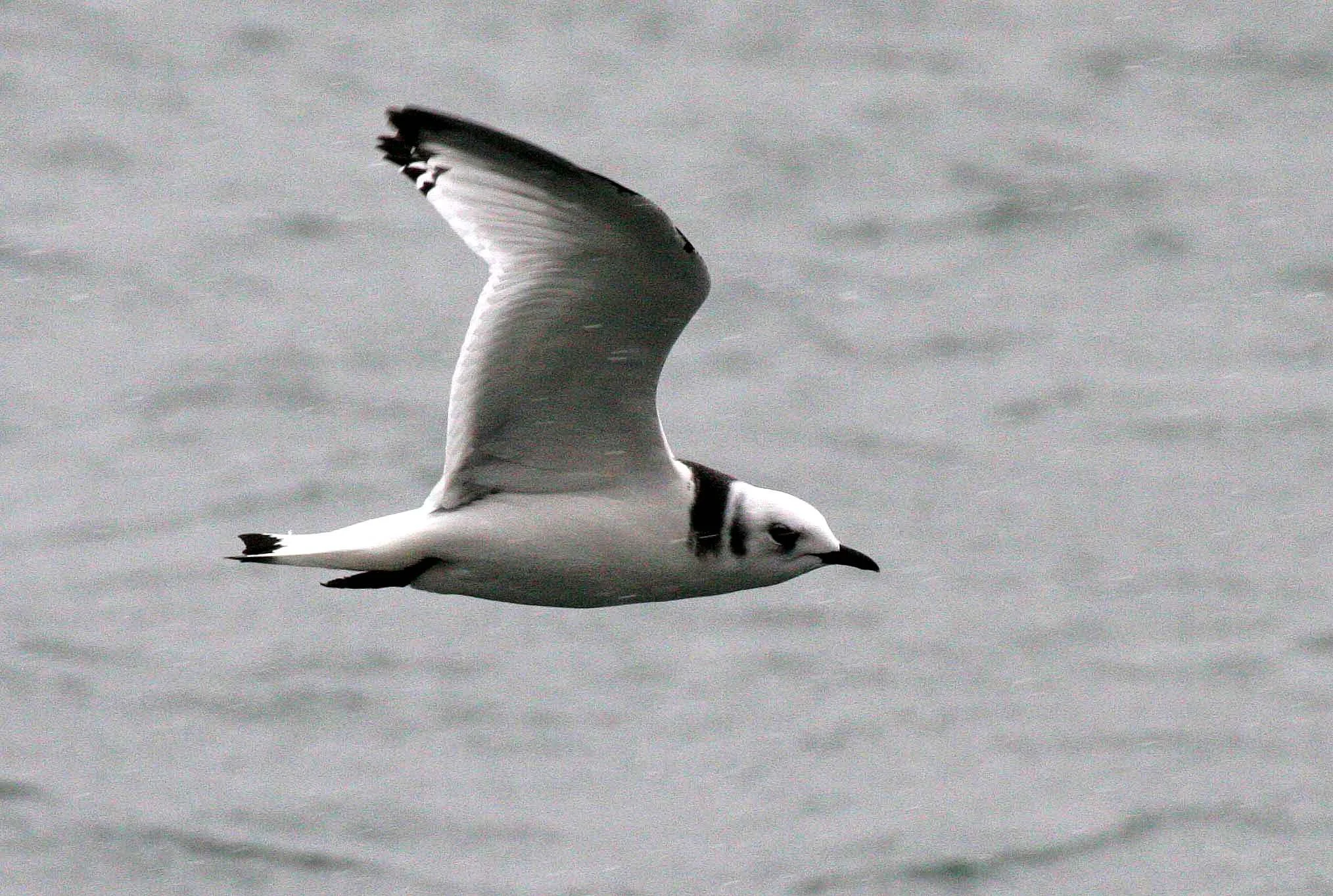 BIRD - KITTIWAKE - BLACK-LEGGED - SVALBARD (21).jpg
