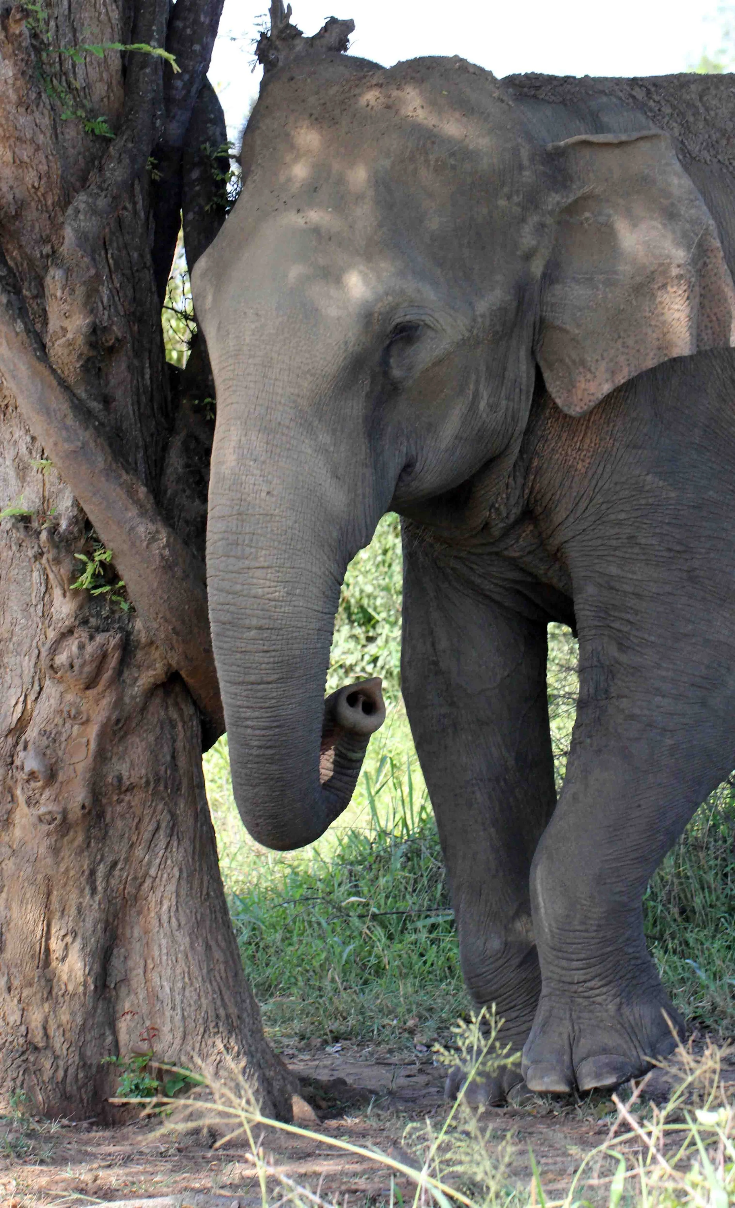 ELEPHANT - SRI LANKA ASIAN ELEPHANT - UDAWALAWA NATIONAL PARK SRI LANKA - PHOTO BY SOM SMITH (12).JPG