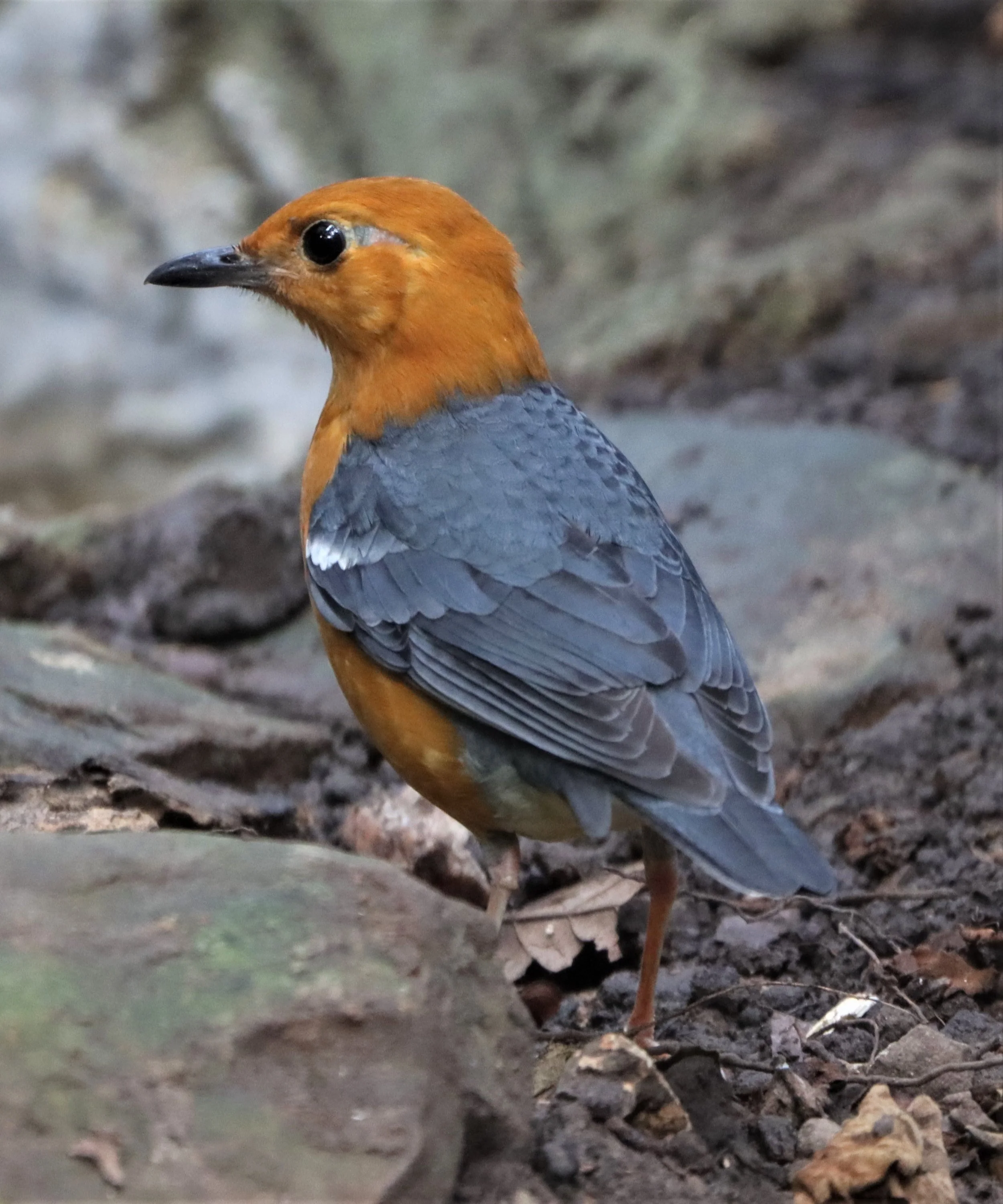 Orange-headed Thrush (Zoothera citrina) Neung Hide Kaeng Krachan NP (6).jpg