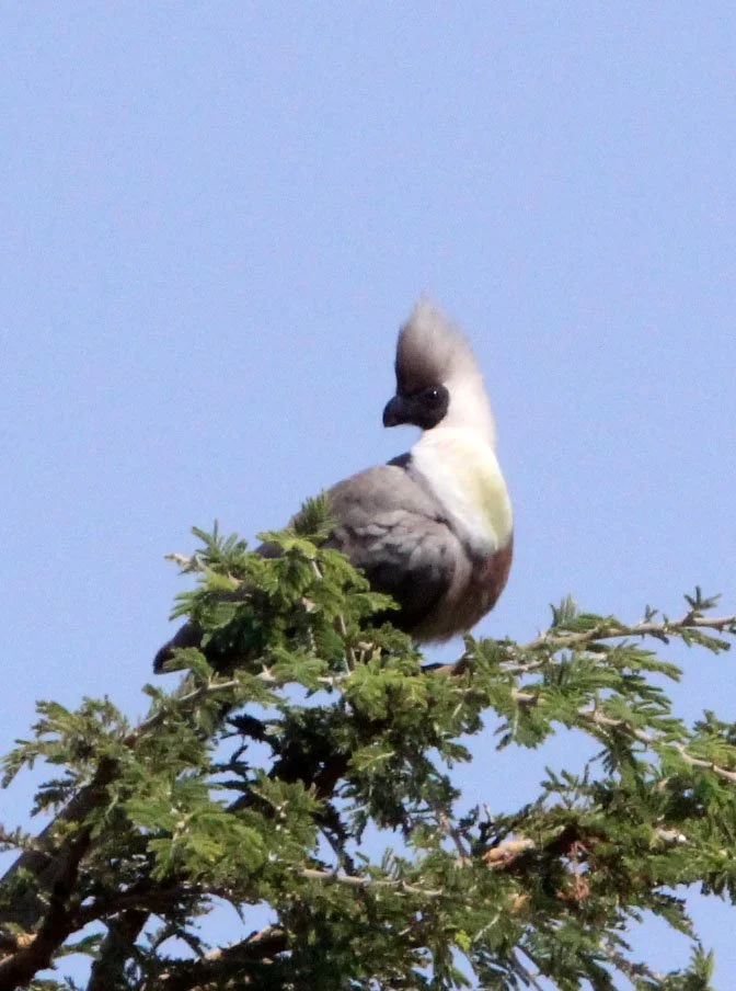 Bare-faced Go-away-bird (Crinifer personatus) Masai Mara National Park Kenya (3).JPG