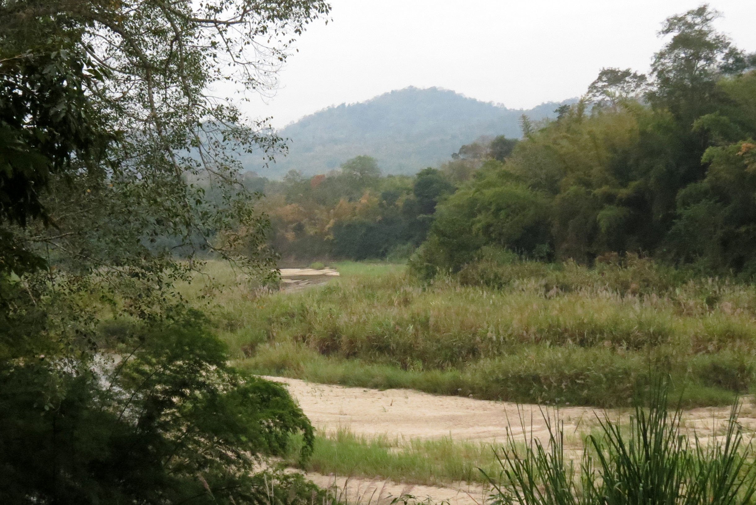 Green Peafowl Stream near Huai Kha Khaeng Headquarters.