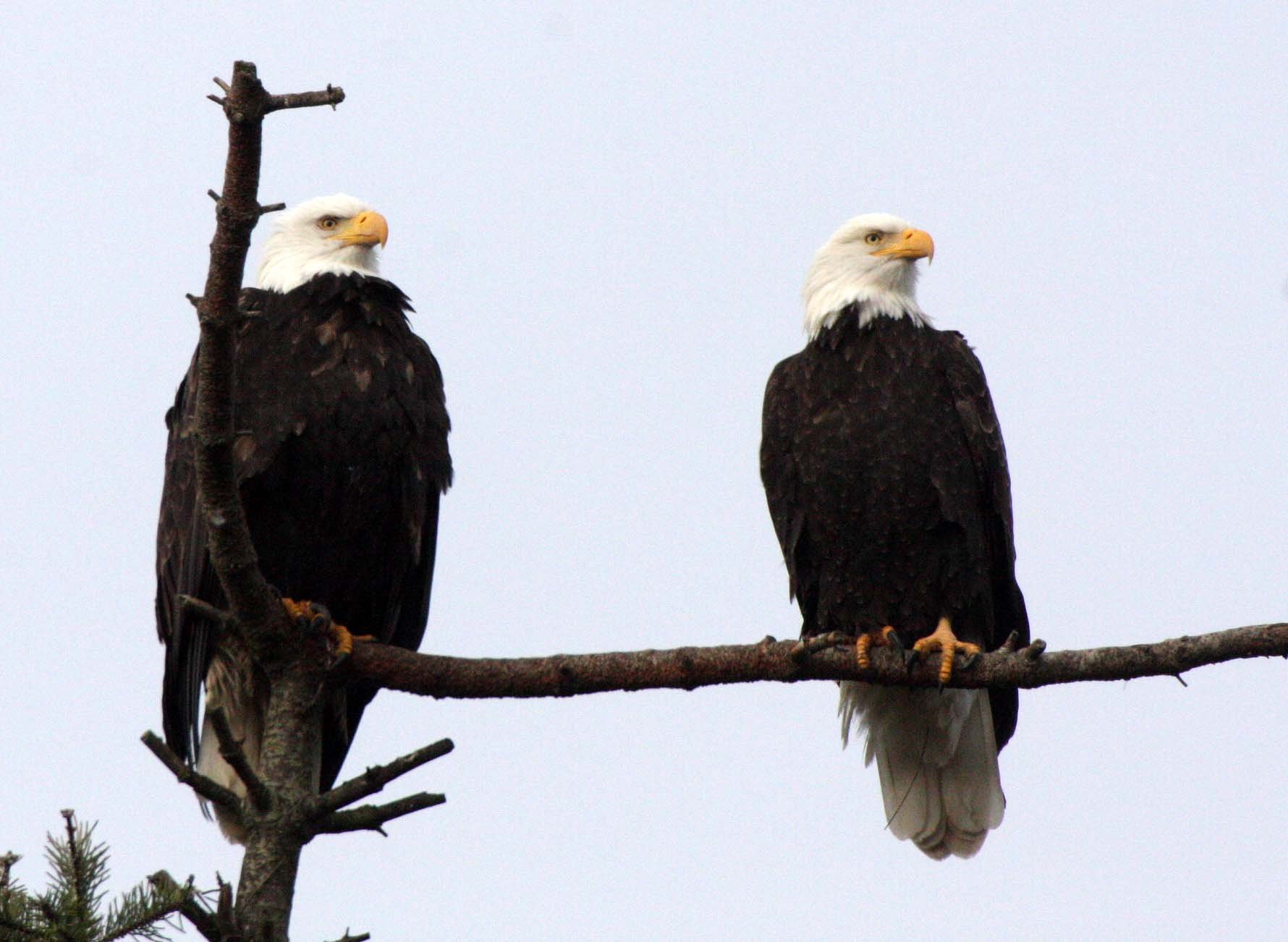 BIRD - EAGLE - BALD EAGLE - MARINE DRIVE SEQUIM WA (18) - Copy.JPG