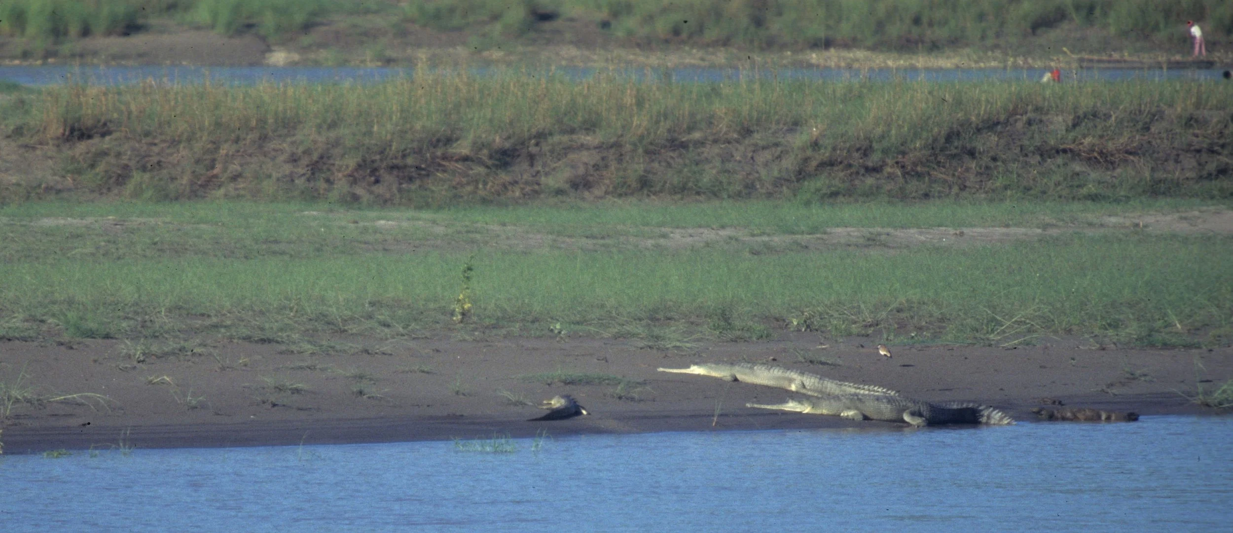 REPTILE - CROCODILE - GHARIAL CROCODILE - CHITWAN NP NEPAL.jpg