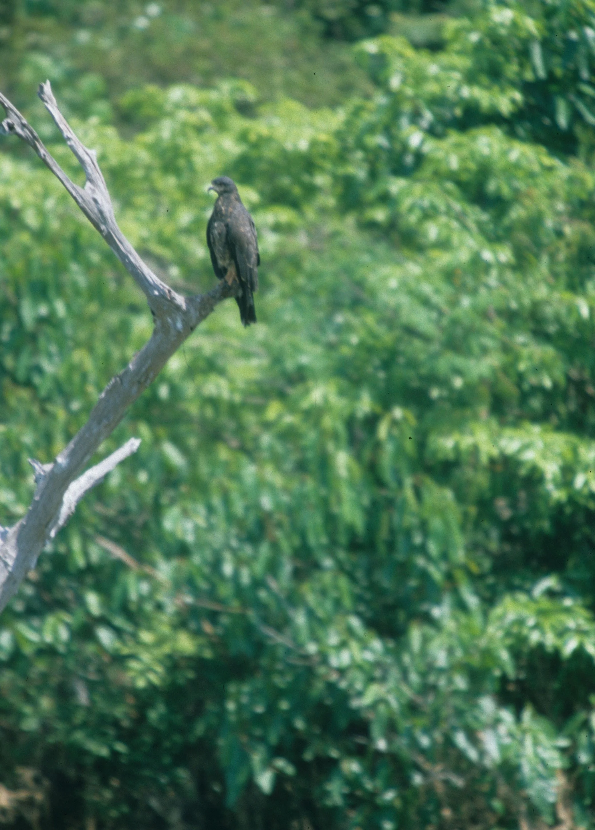 Rostrhamus sociabilis - SNAIL KITE - PANTANAL (6).jpg