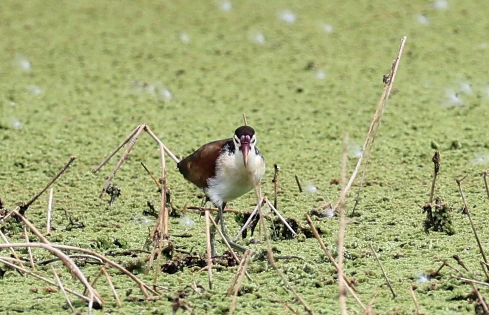Wattled Jacana (Jacana jacana) Agua Dulce Paraguay (12).jpg