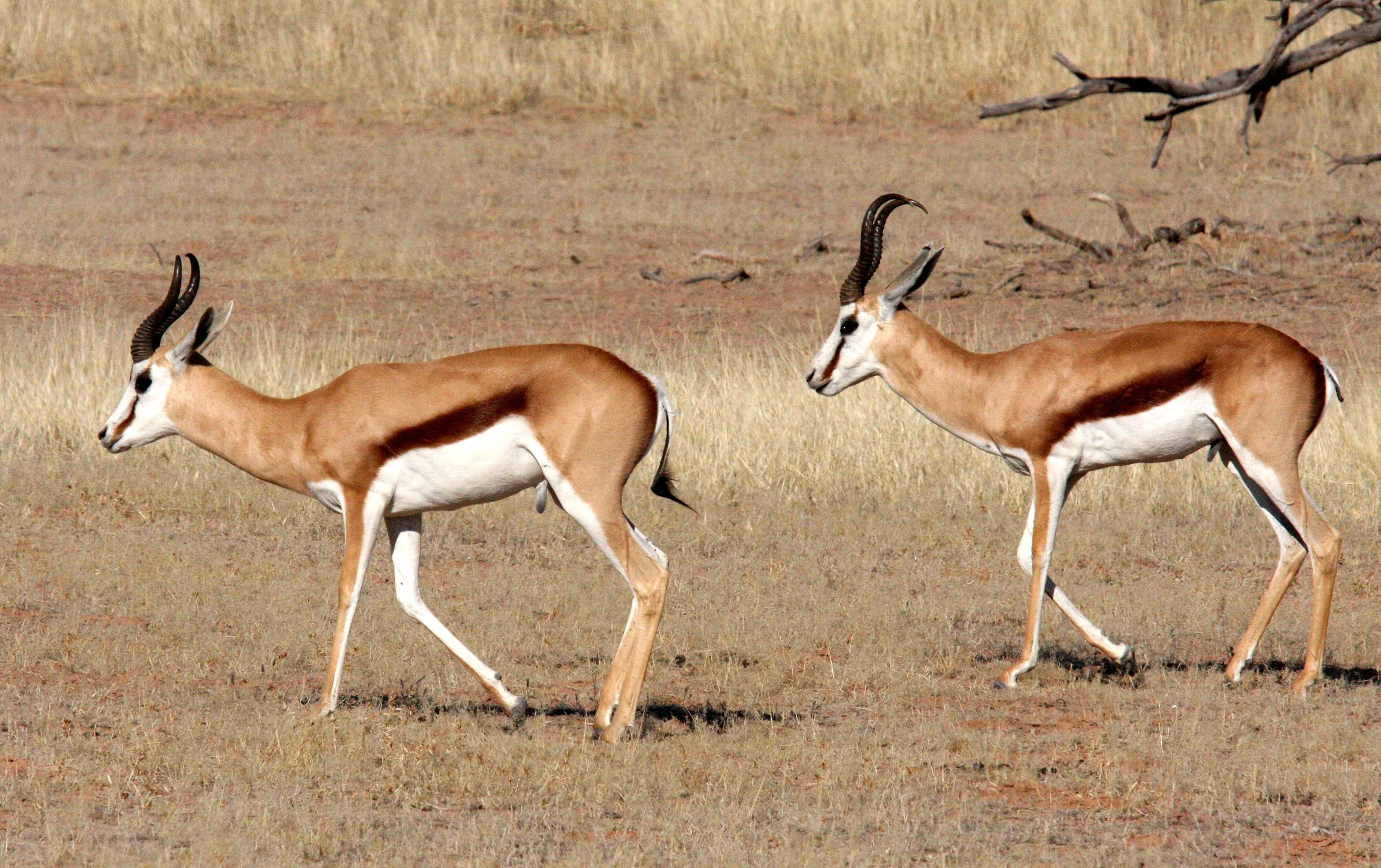 SPRINGBOK - KALAHARI SPRINGBOK - Antidorcus hofmeyri - KGALAGADI NATIONAL PARK SOUTH AFRICA (3).JPG