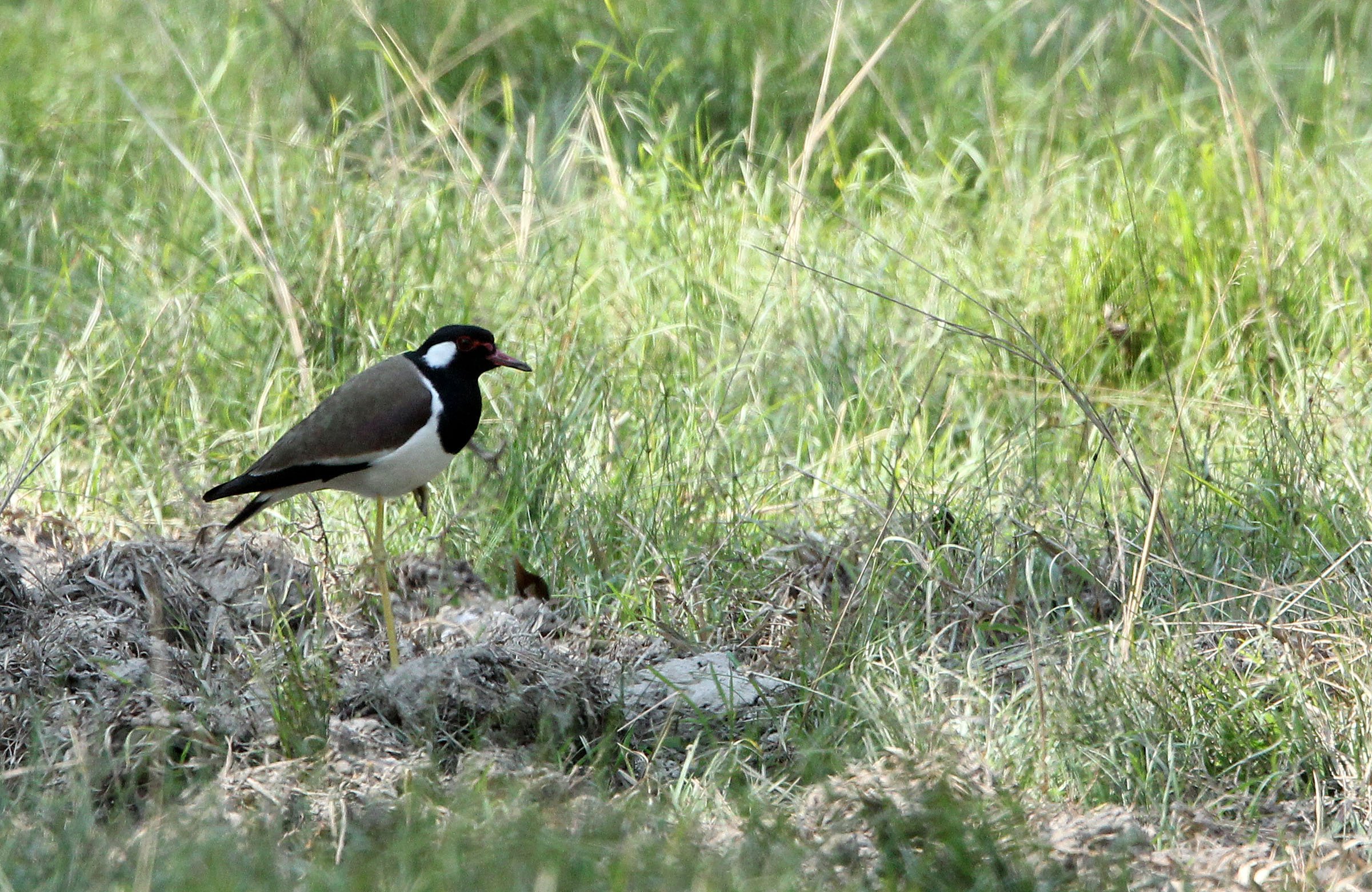 LAPWING - RED-WATTLED LAPWING - Vanellus indicus - HUAI KHA KHAENG NATURE RESERVE - HEADQUARTERS - THAILAND (3).JPG