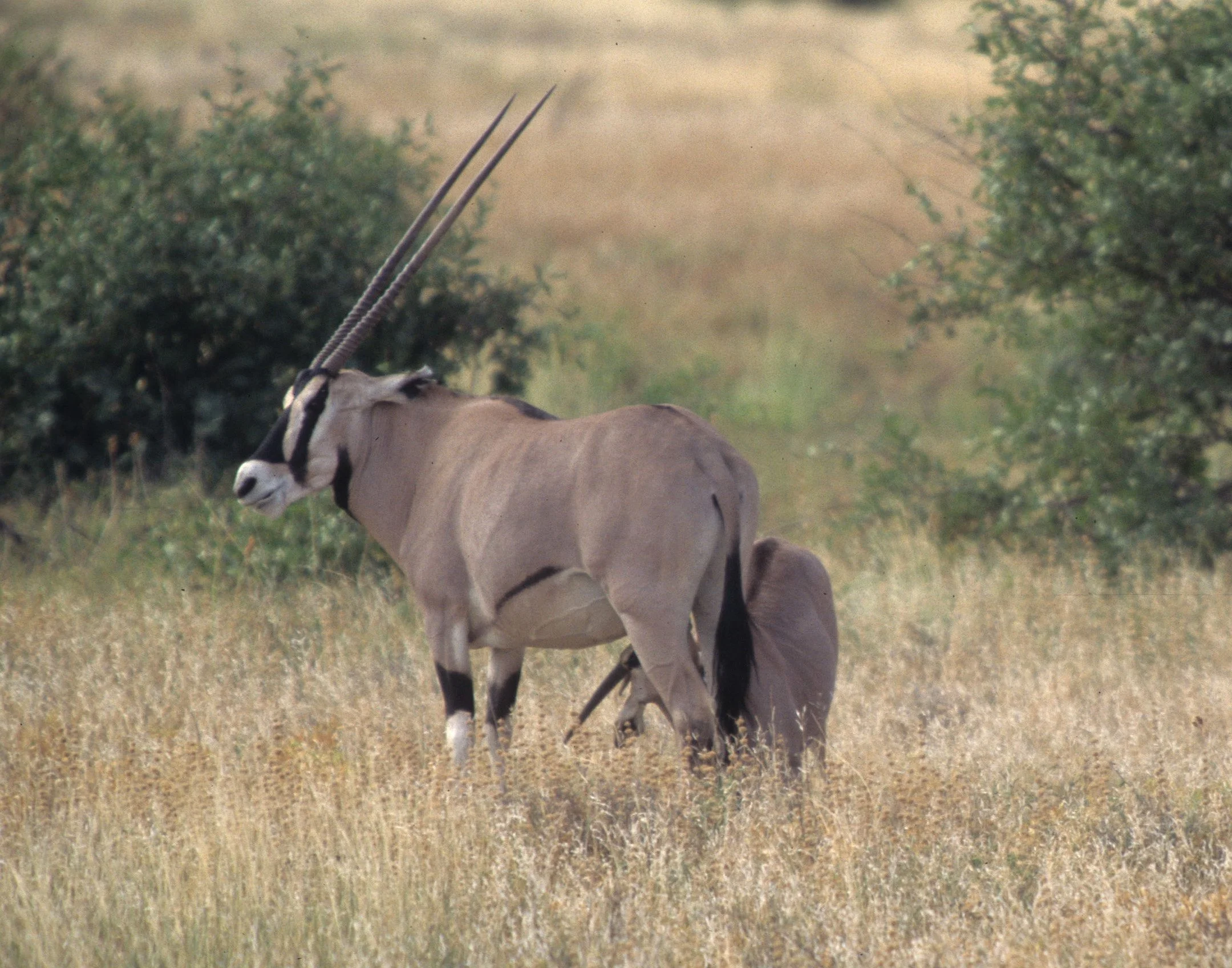 BOVID - ORYX - BEISA - SHABA (15).jpg