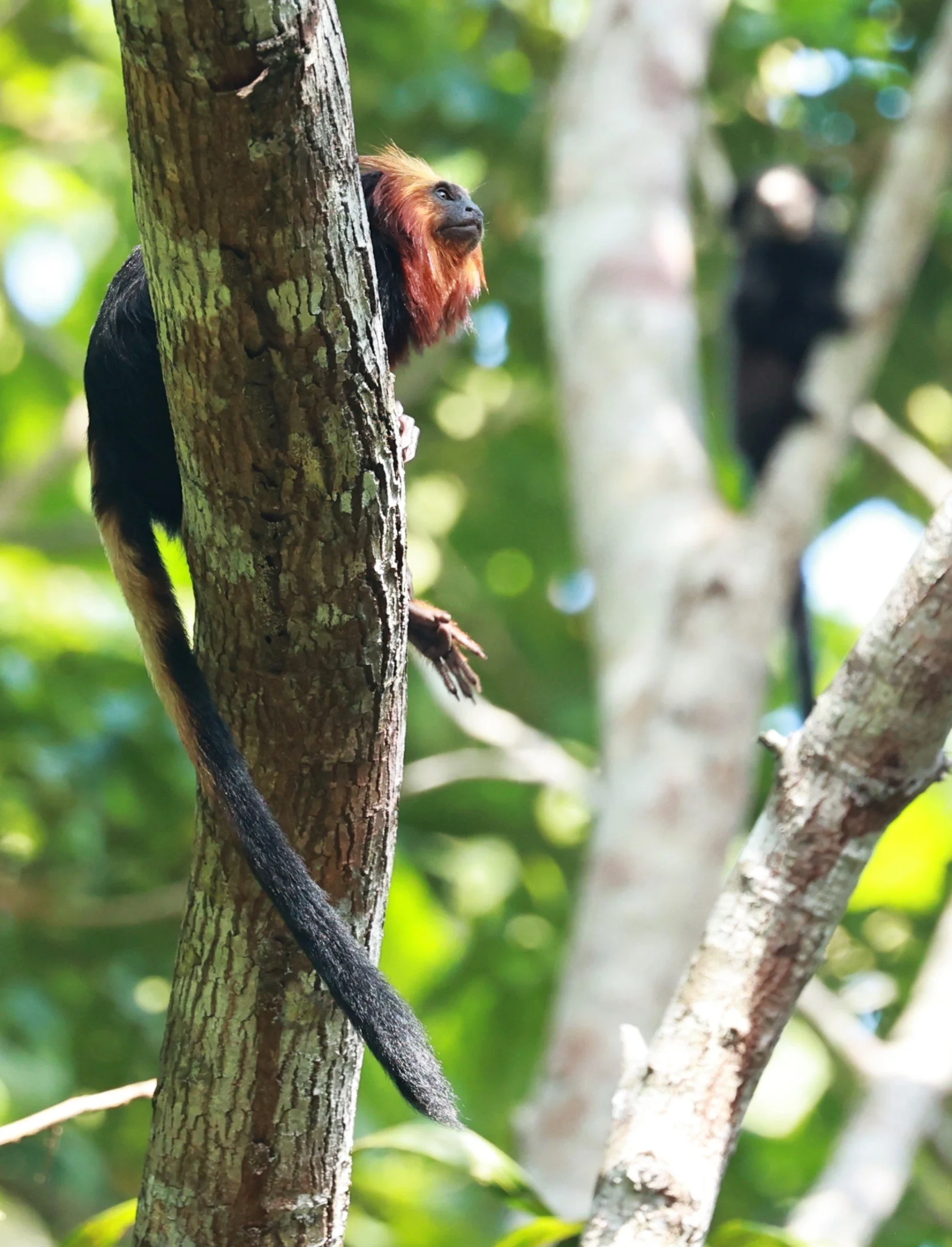 Callitrichidae - Leontopithecus chrysomelas - Golden-headed Lion Tamarin - Illeus, Bahia Brazil, Una Township Area  (104).JPG