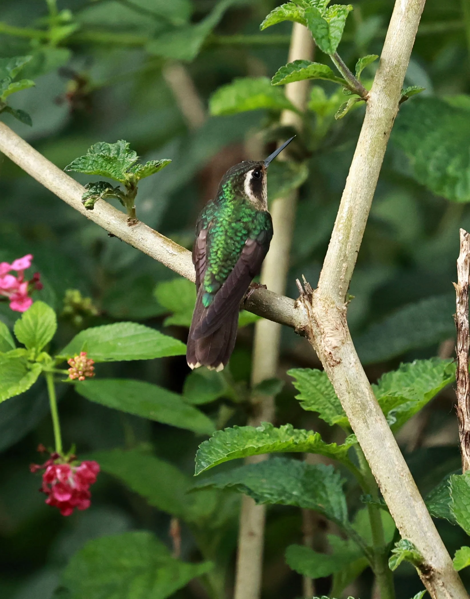 Hummingbird - Speckled Hummingbird - Adelomyia melanogenys - San Isidro Lodge, Ecuador (12).jpg