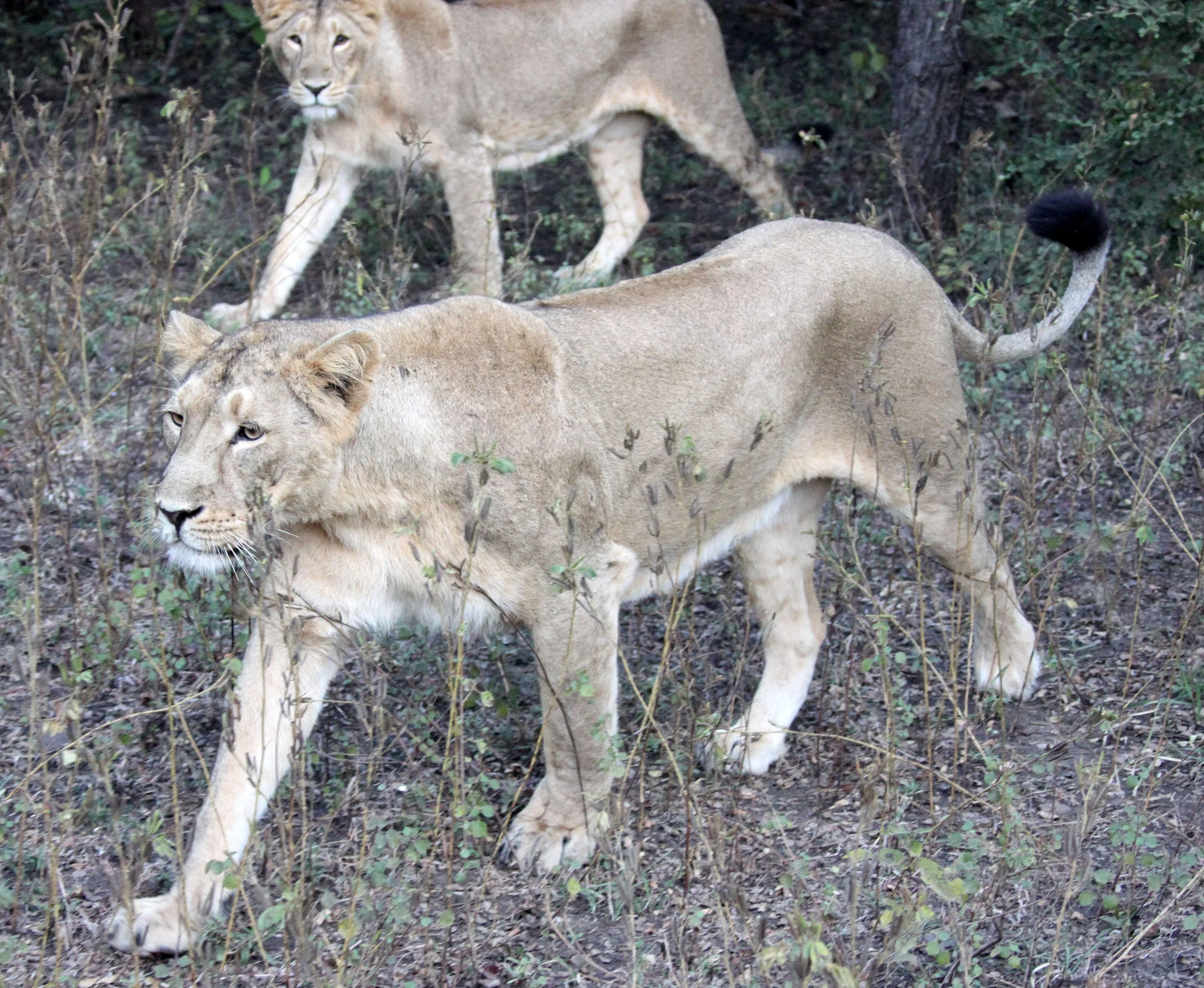 Panthera leo leo - ASIATIC LION - GIR FOREST GUJARAT INDIA (165).JPG
