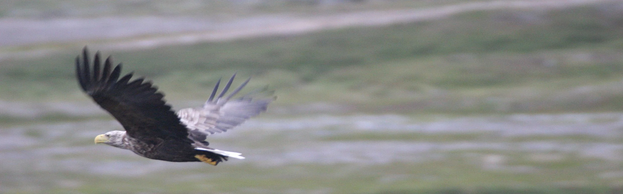 Haliaeetus albicilla - WHITE-TAILED SEA EAGLE - HORNOYA NORWAY (15).jpg
