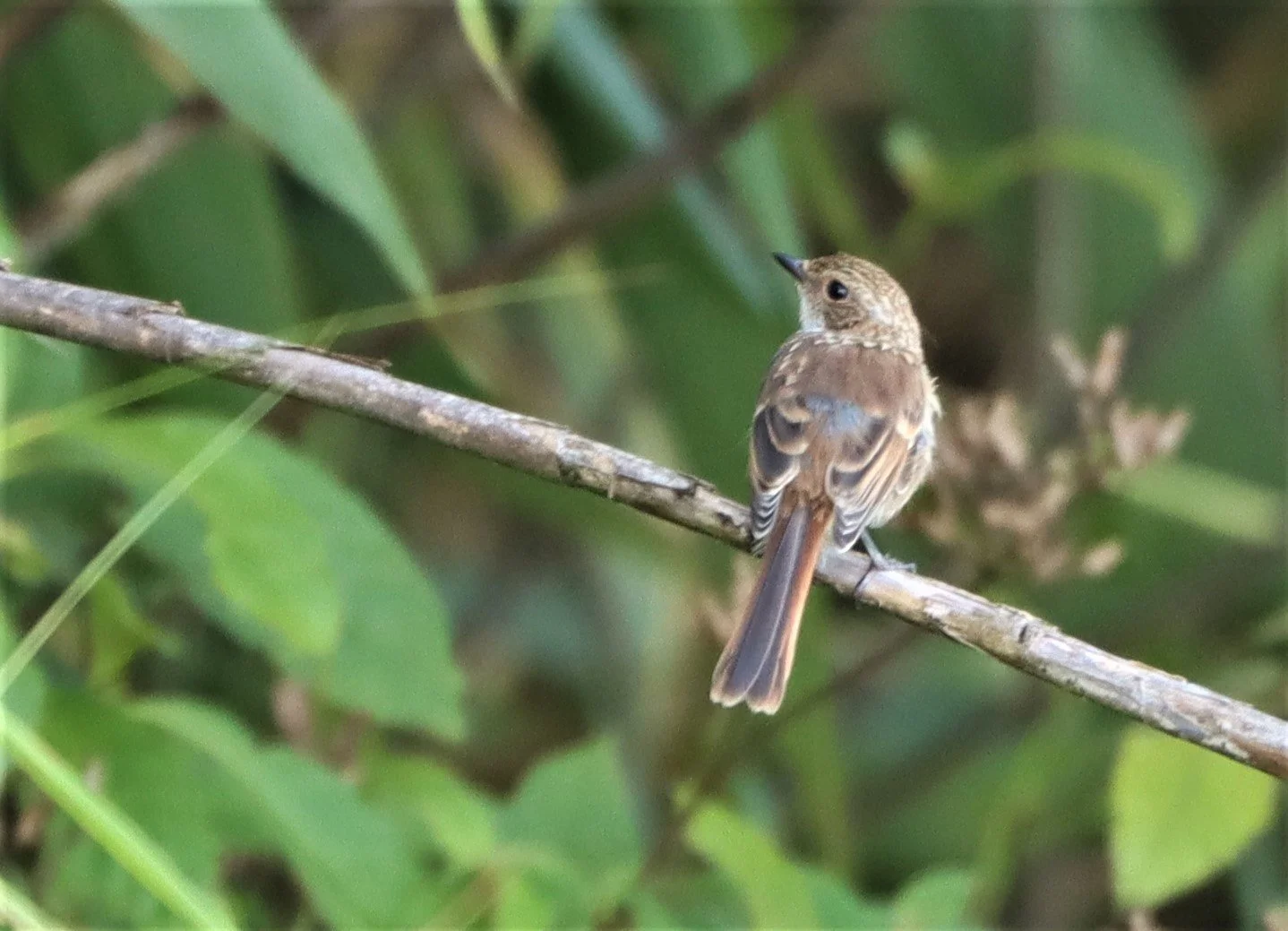 BUSH CHAT - GREY BUSH CHAT - Saxicola ferreus - DOI ANG KANG CHIANG MAI (18).jpg
