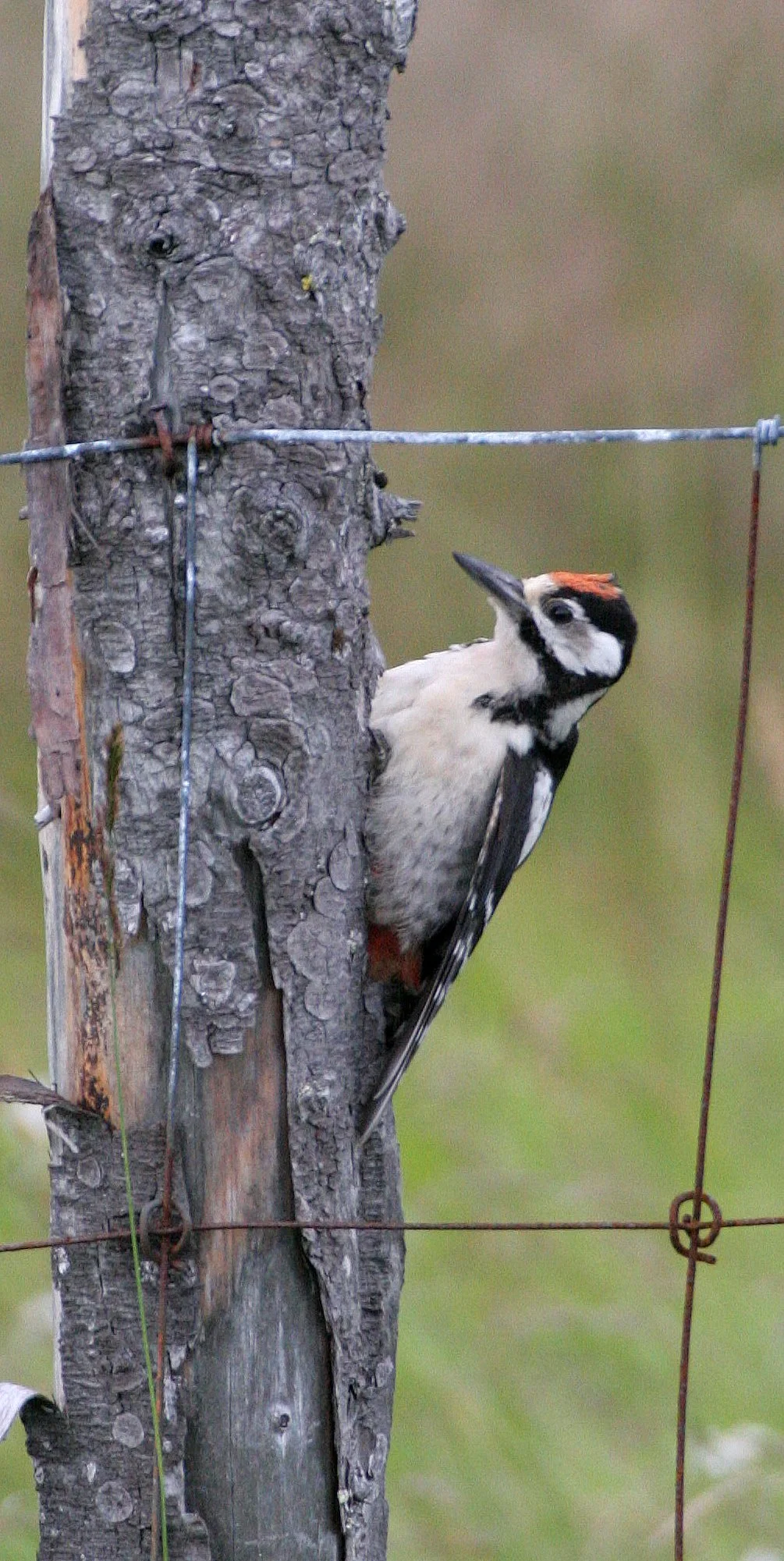 BIRD - WOODPECKER - GREAT SPOTTED - HORNOYA NORWAY (14).jpg