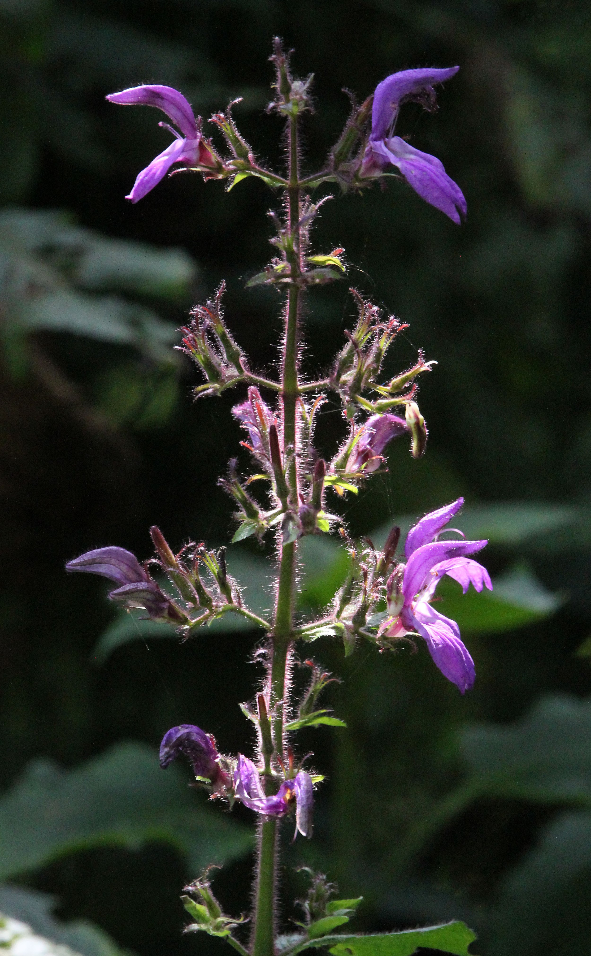 NYUNGWE NATIONAL PARK RWANDA (166).JPG