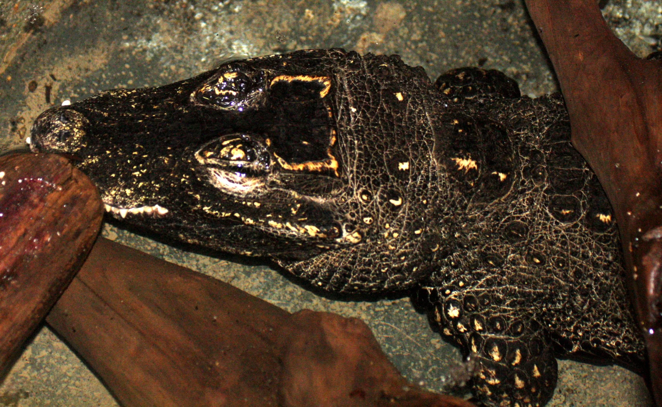 Dwarf Crocodile (Osteolaemus tetraspis) Woodland Park Zoo Captive