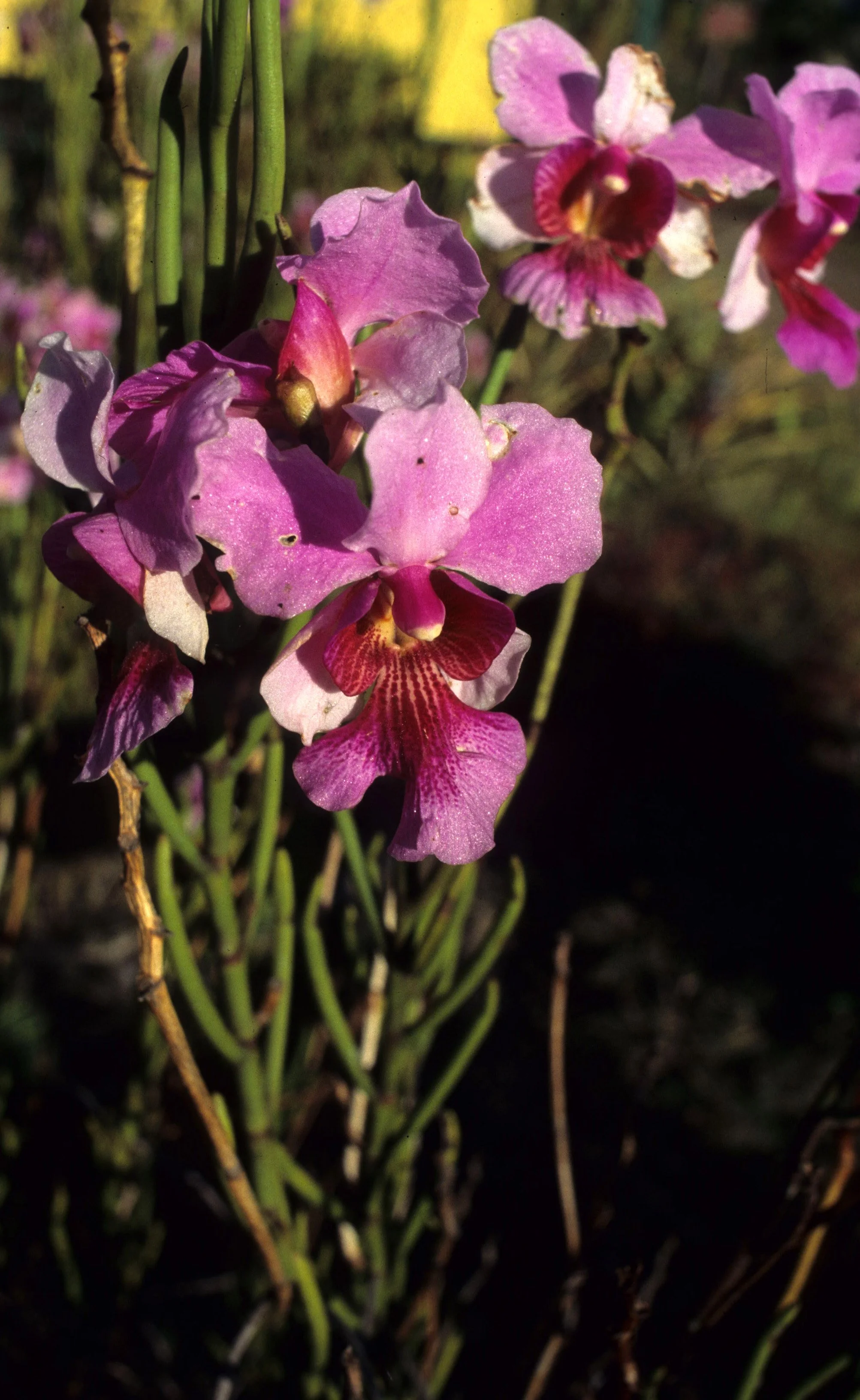HAWAII - HAWAII - ORCHID - SPECIES (4).jpg