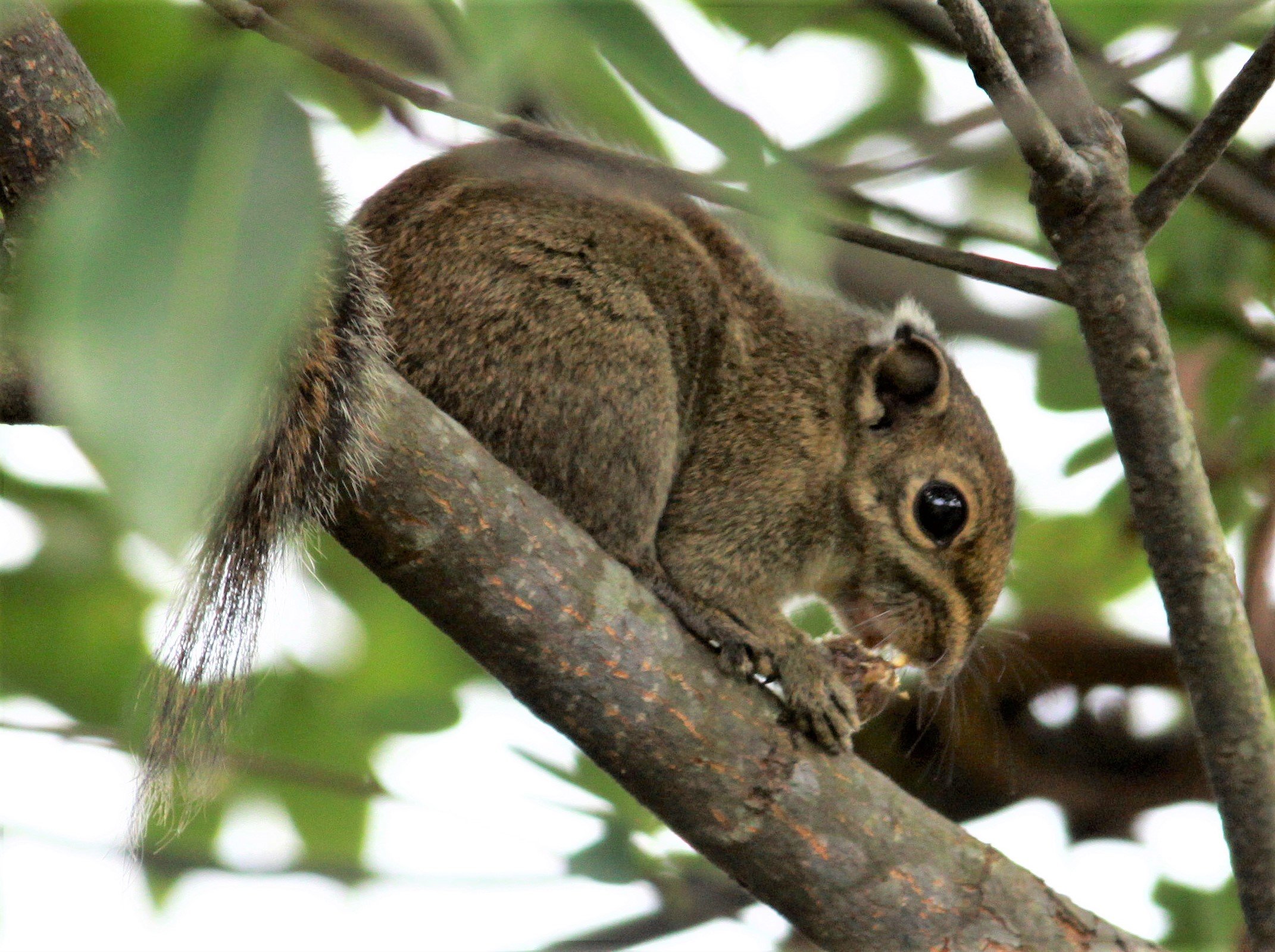 Tamiops maritimus - MARITIME STRIPED SQUIRREL - CHENGQILOU FUJIAN CHINA aa1.jpg