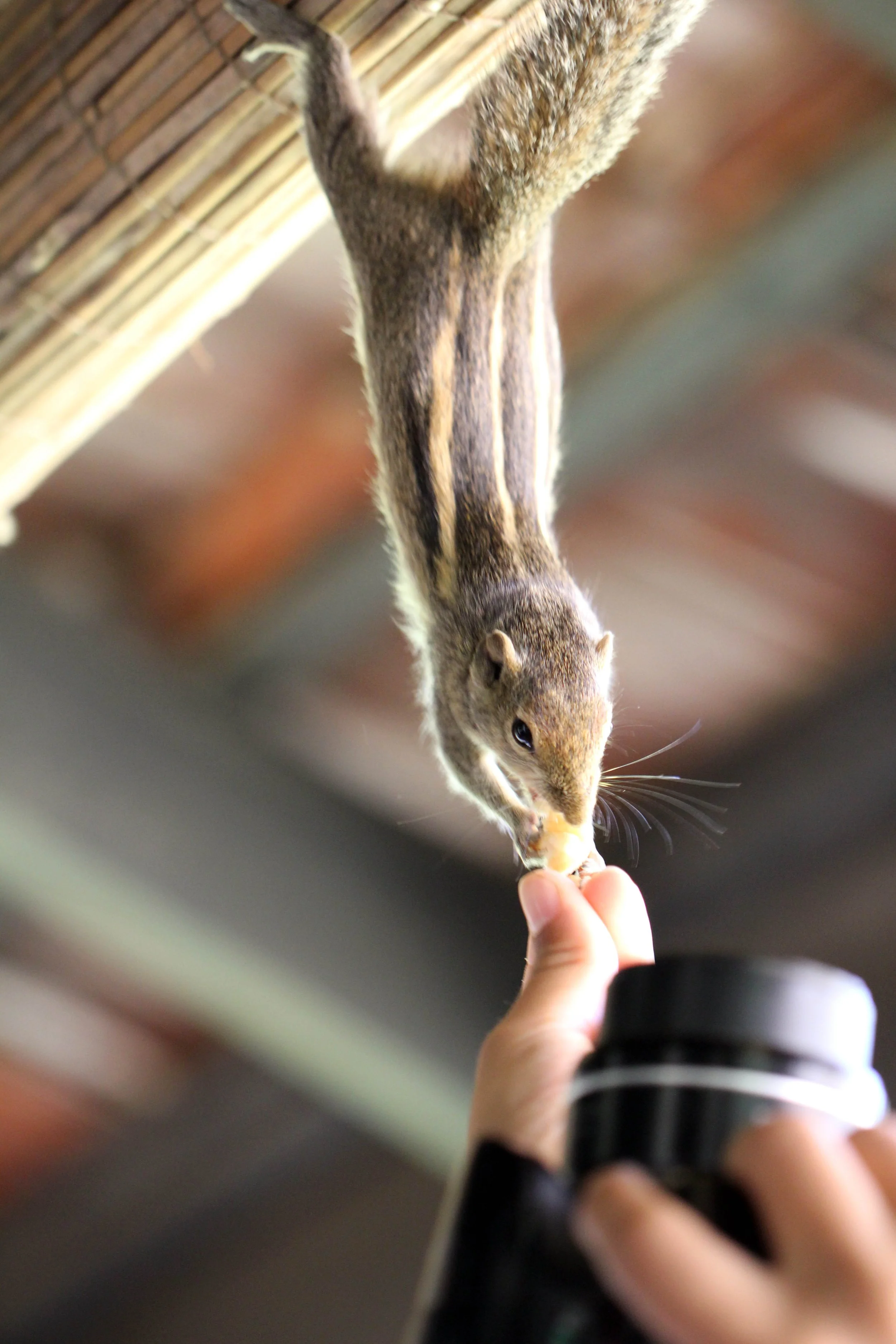 Funambulus palmarum - THREE-STRIPED (INDIAN) PALM SQUIRREL -  SIGIRIYA FOREST AND FORTRESS AREA SRI LANKA - PHOTO BY SOM SMITH (21).JPG