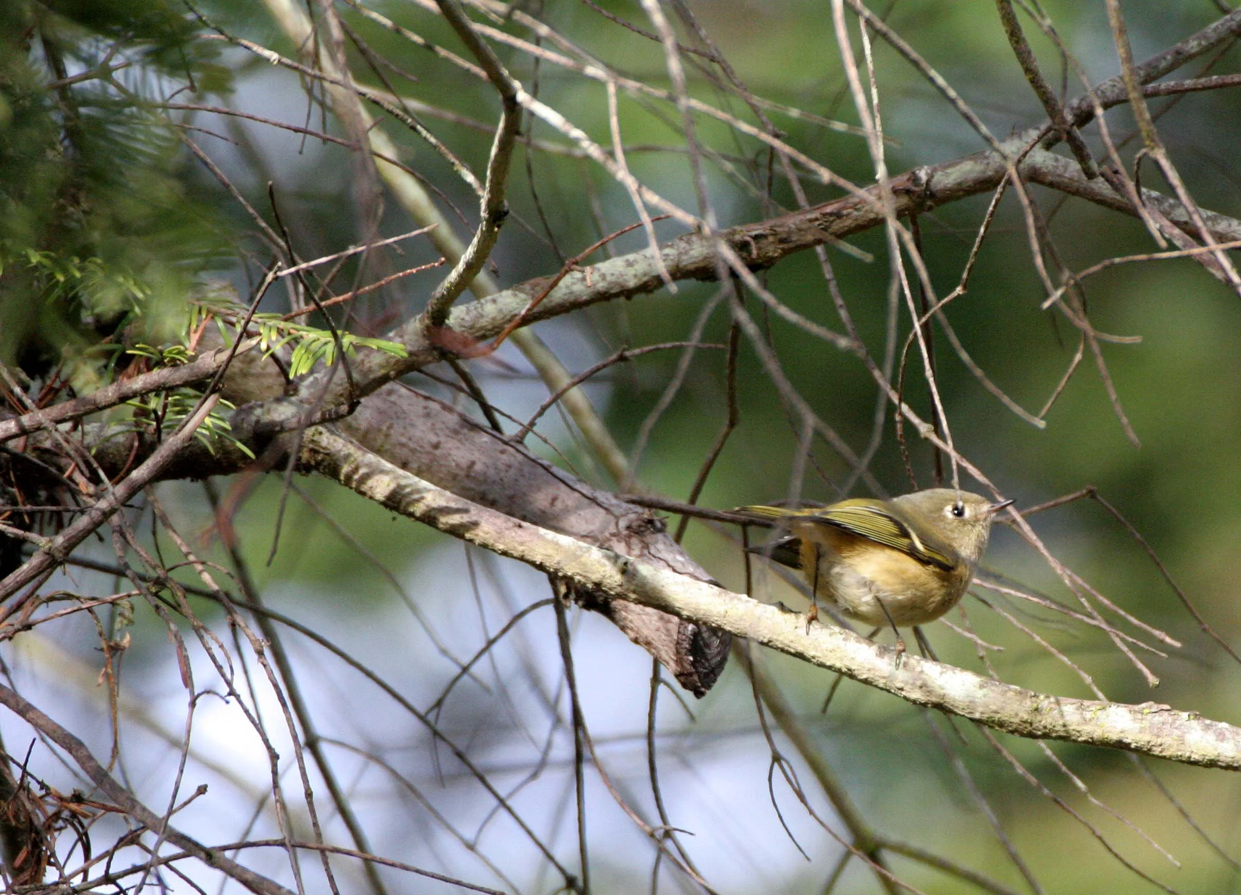 Hutton's Vireo (Vireo huttoni) Lake Farm Olympic Peninsula Washington (21).jpg