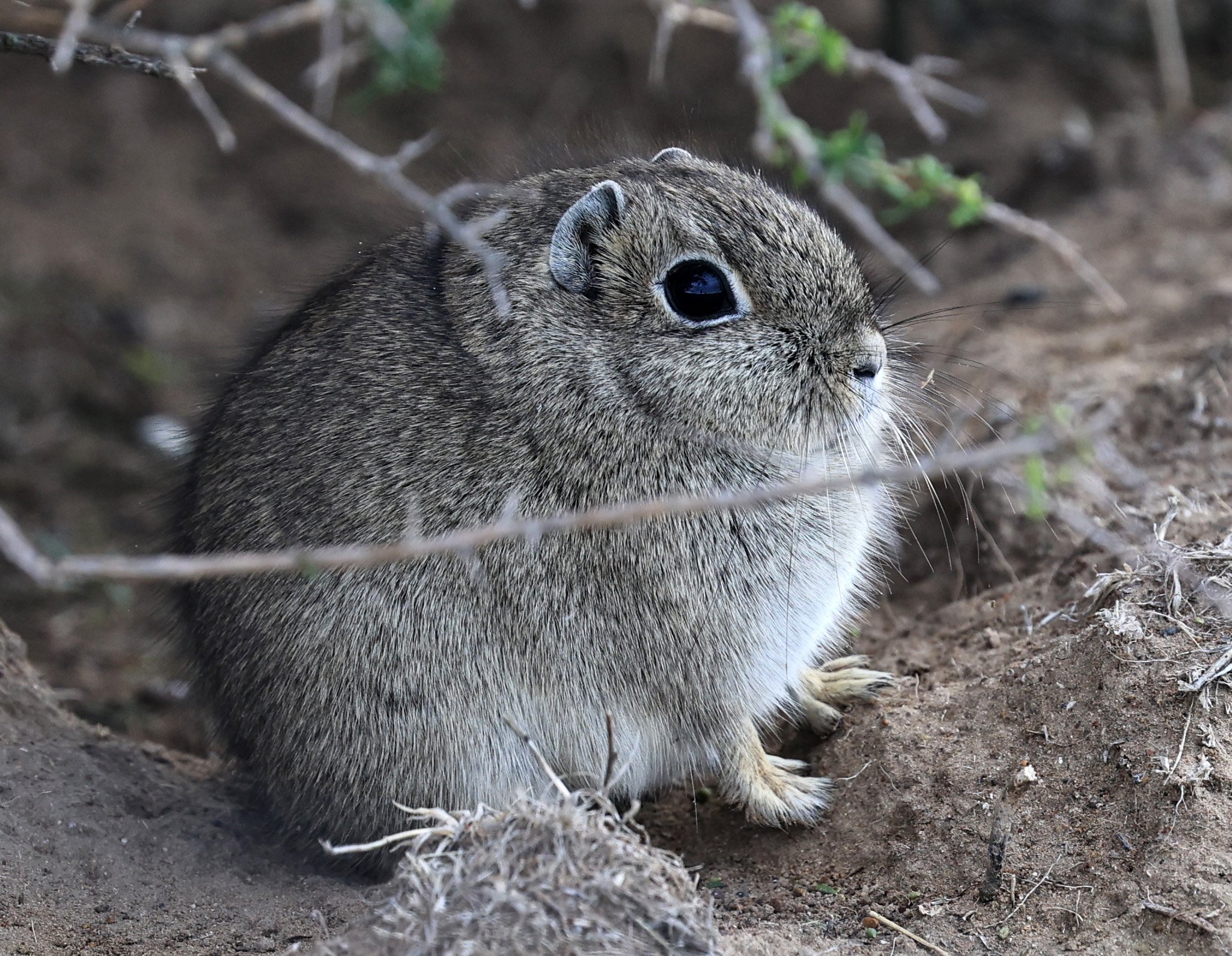 Southern Mountain Cavy (Microcavia australis) Valdes Peninsula, Chubut Province, Argentina Day 2 (1 (46).jpg