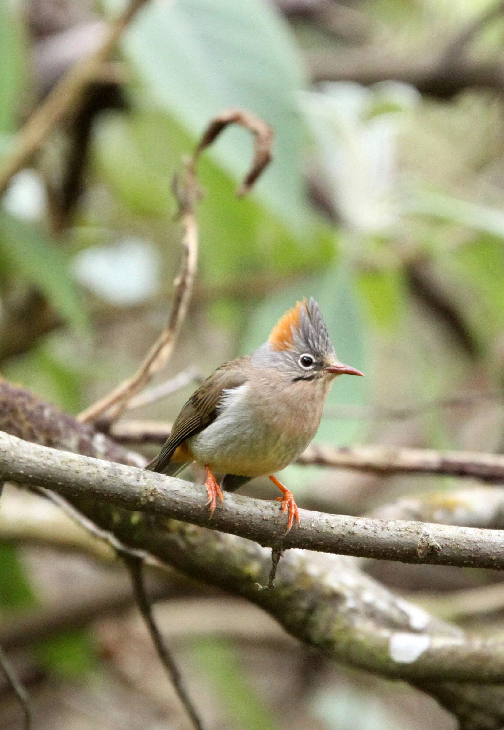 Rufous-vented Yuhina (Yuhina occipitalis) Wuliangshan Reserve, Yunnan China (5).JPG