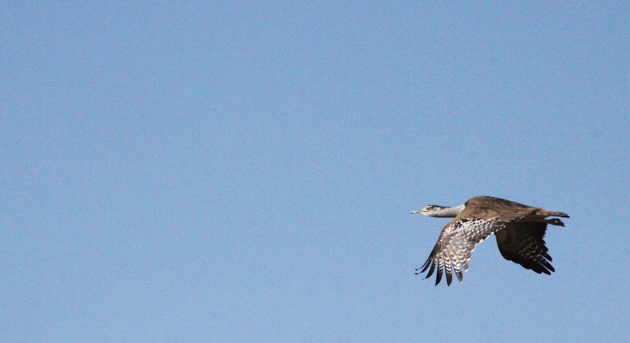 Kori bustard (Ardeotis kori) Etosha NP, Namibia (5).JPG