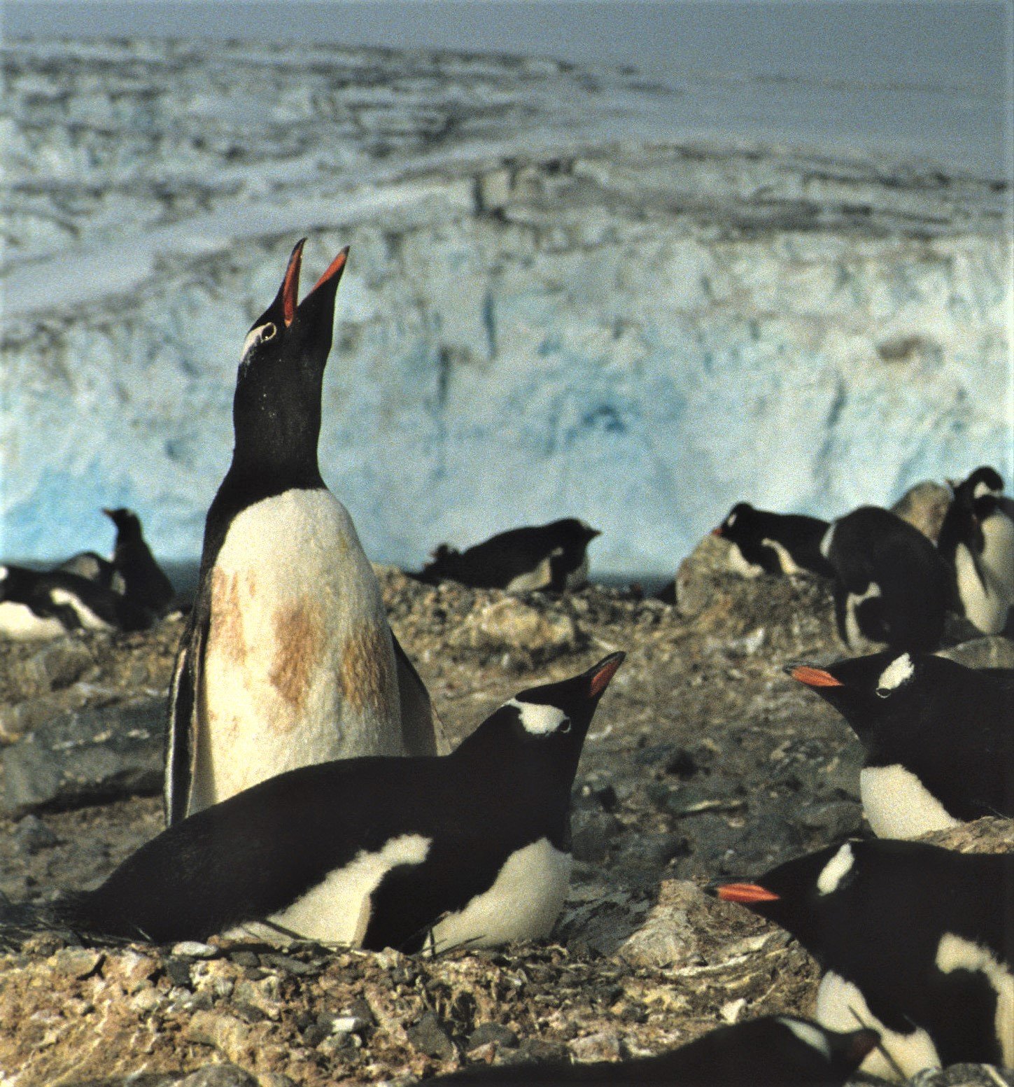Gentoo Penguin (Pygoscelis papua) Antarctic Peninsula scanned slides 1996 (23).jpg