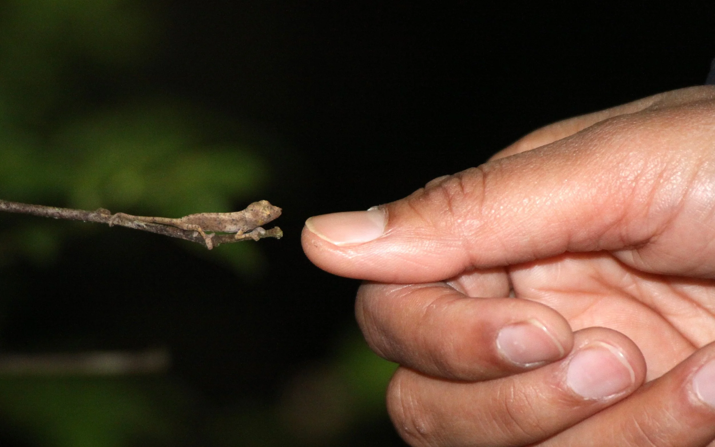 REPTILE - CHAMELEON SPECIES 5 - RANOMAFANA NATIONAL PARK MADGASCAR (3).JPG