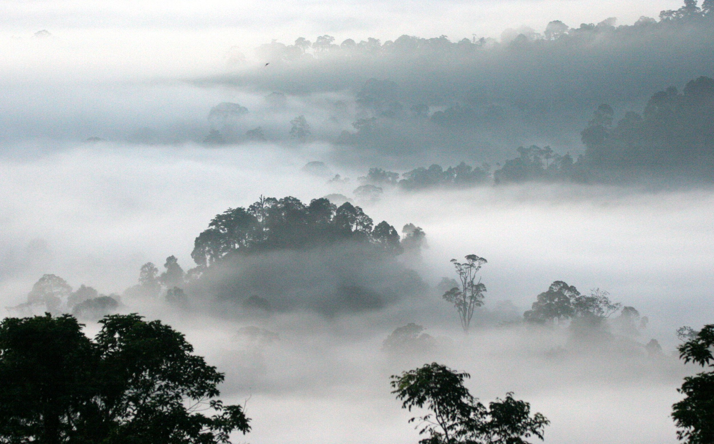DANUM VALLEY BORNEO - SUNRISE OVER THE DANUM (36).JPG