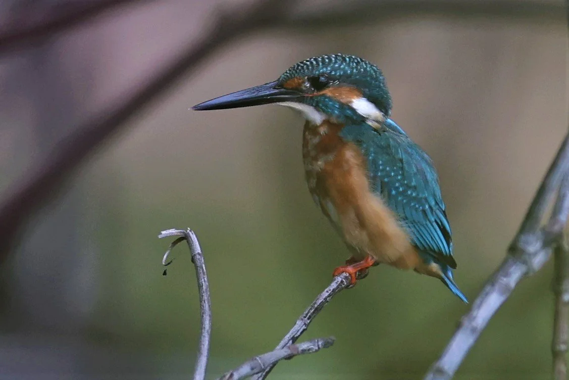 KINGFISHER - COMMON KINGFISHER - Alcedo athhis - BANG PU OCTOBER 2 2021 (132).jpg
